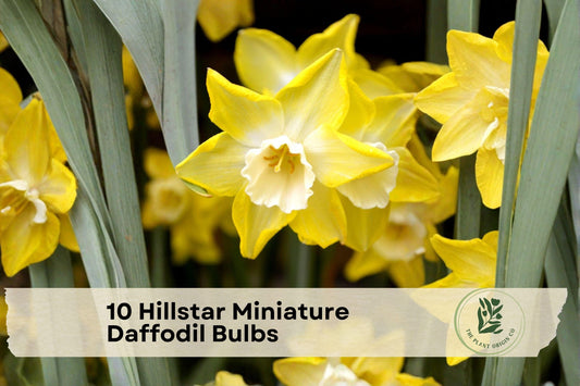 10 Hillstar Miniature Daffodil Bulbs – Early Spring Yellow Narcissus for Borders, Rock Gardens & Containers