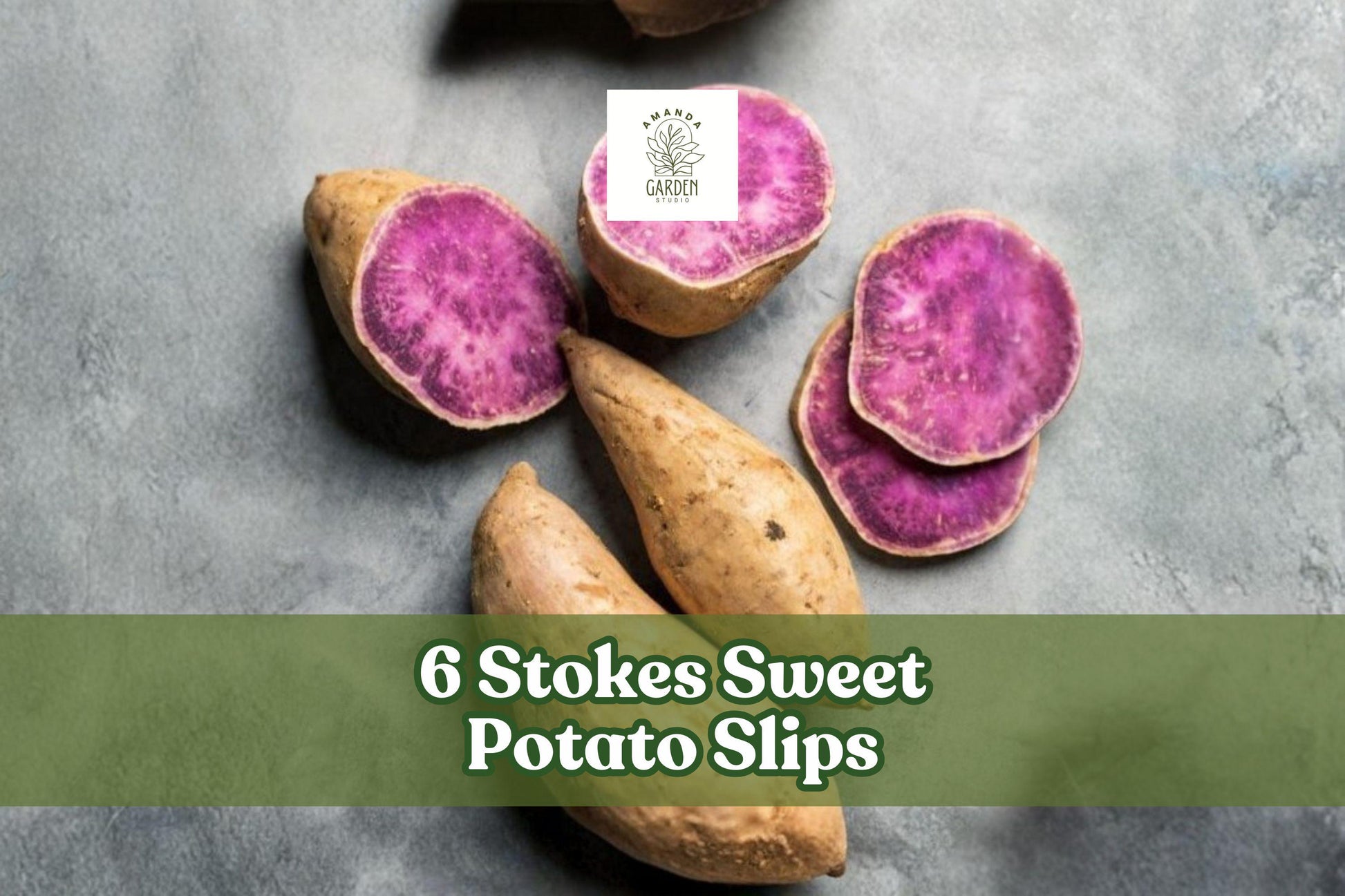 6 Stokes Sweet Potato Slips Ipomoea batatas Purple Fleshed Warm-Season Vegetable for Garden Beds