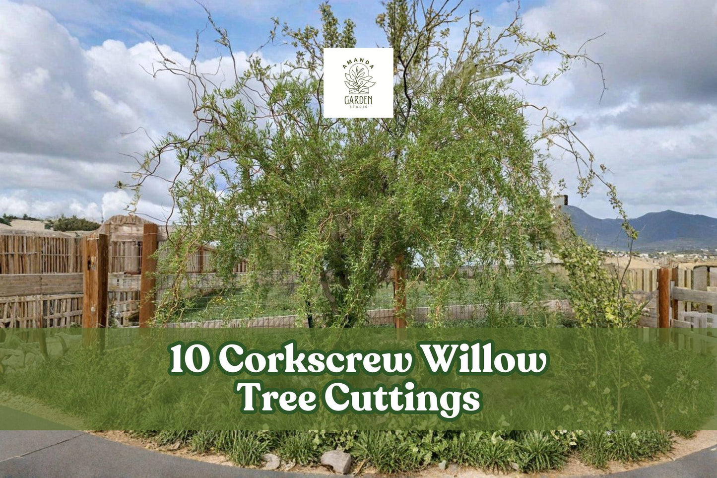 10 Corkscrew Willow Tree Cuttings – Live Curly Salix spp. for Ornamental Landscaping and Windbreaks