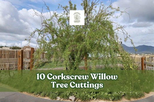 10 Corkscrew Willow Tree Cuttings – Live Curly Salix spp. for Ornamental Landscaping and Windbreaks