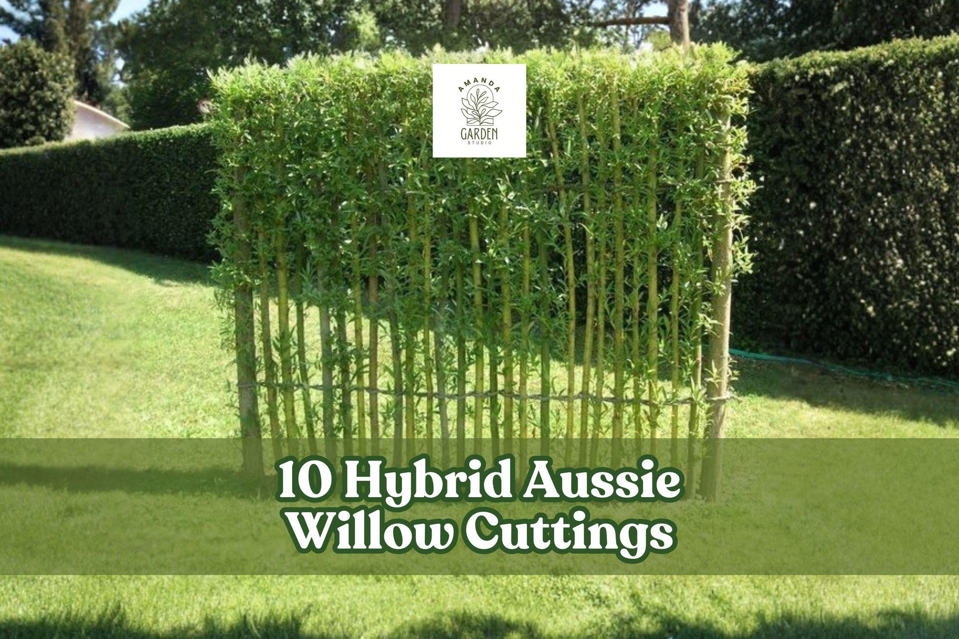 Hybrid Willow Cuttings – 10 Live Salix hybrid Privacy Trees for Windbreaks & Screens