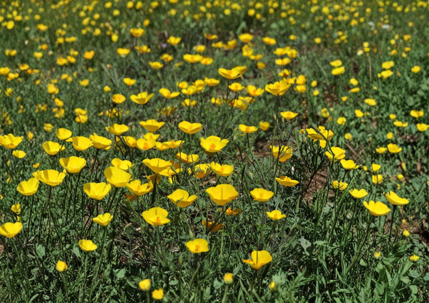 Tufted California Poppy Seeds - Dwarf Yellow Wildflower - Eschscholzia caespitosa, Native, Drought Tolerant, Pollinator-Friendly