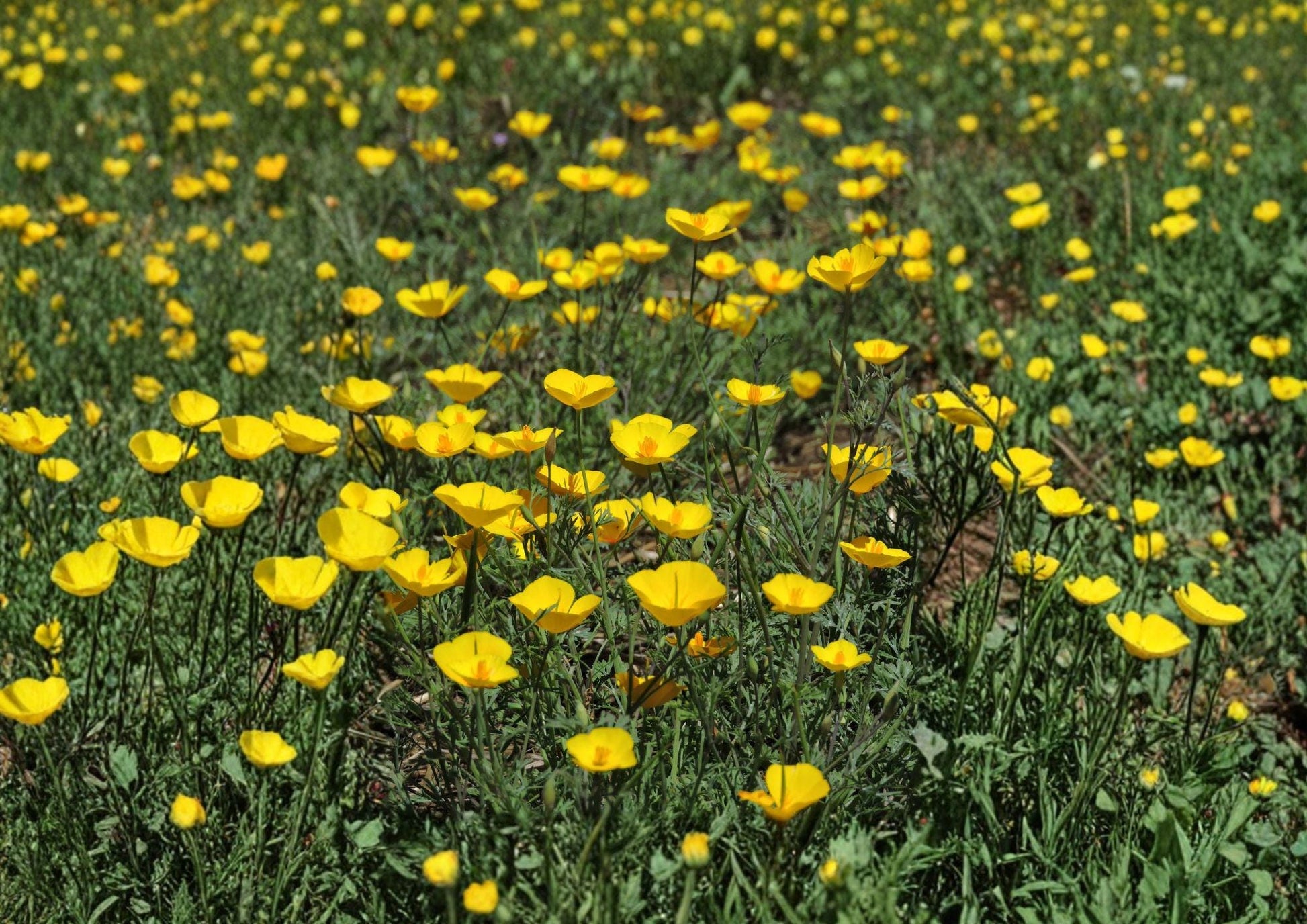 Tufted California Poppy Seeds - Dwarf Yellow Wildflower - Eschscholzia caespitosa, Native, Drought Tolerant, Pollinator-Friendly