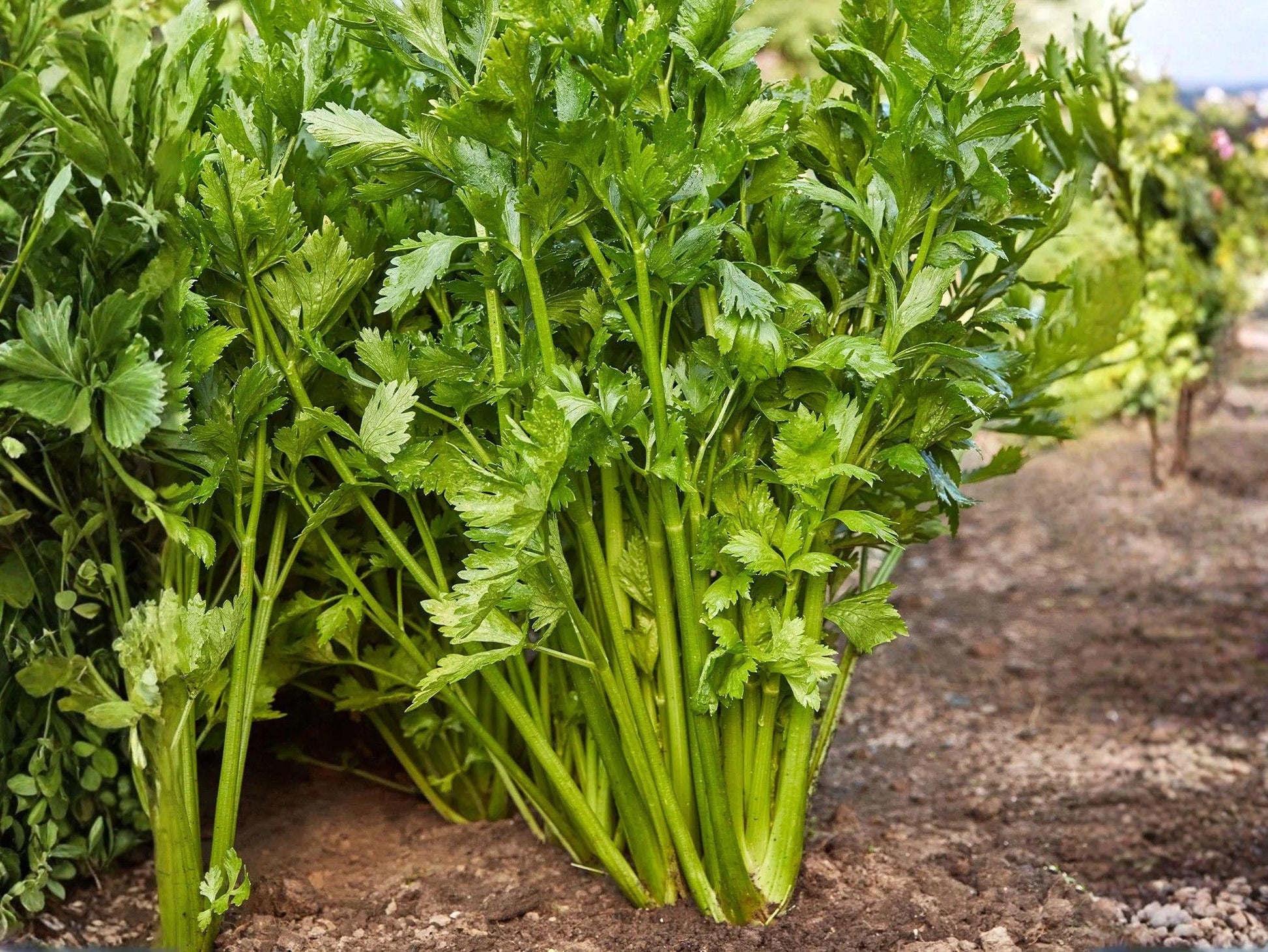 Tall Utah Celery Seeds – 2000 Heirloom Green Stalks for Cool-Season Gardens, Crisp Vegetable, Scientific Name Apium graveolens