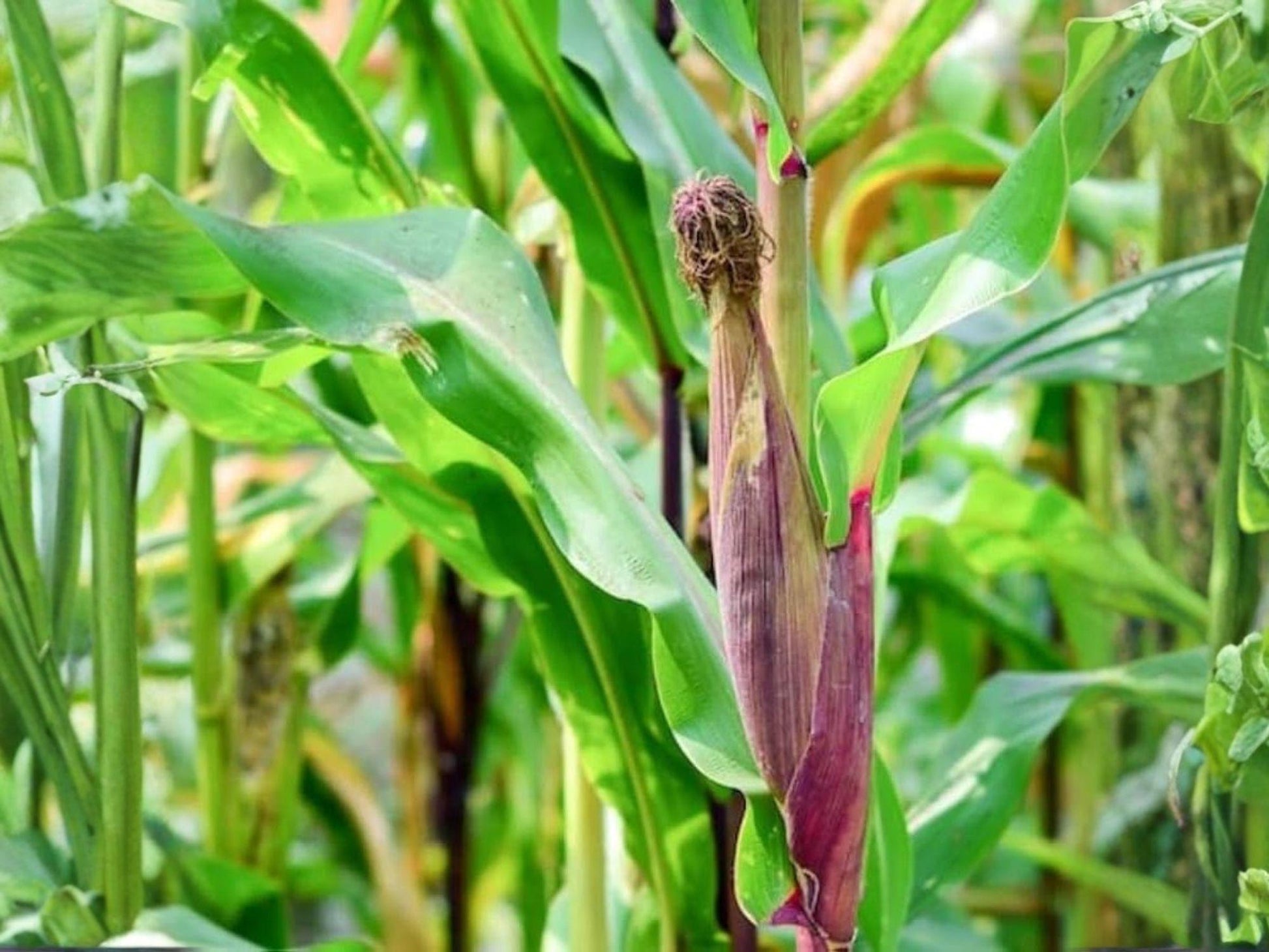 Bloody Butcher Corn Seeds – 50 Heirloom Red Dent Corn for Grain, Flour, and Cornmeal – Zea mays