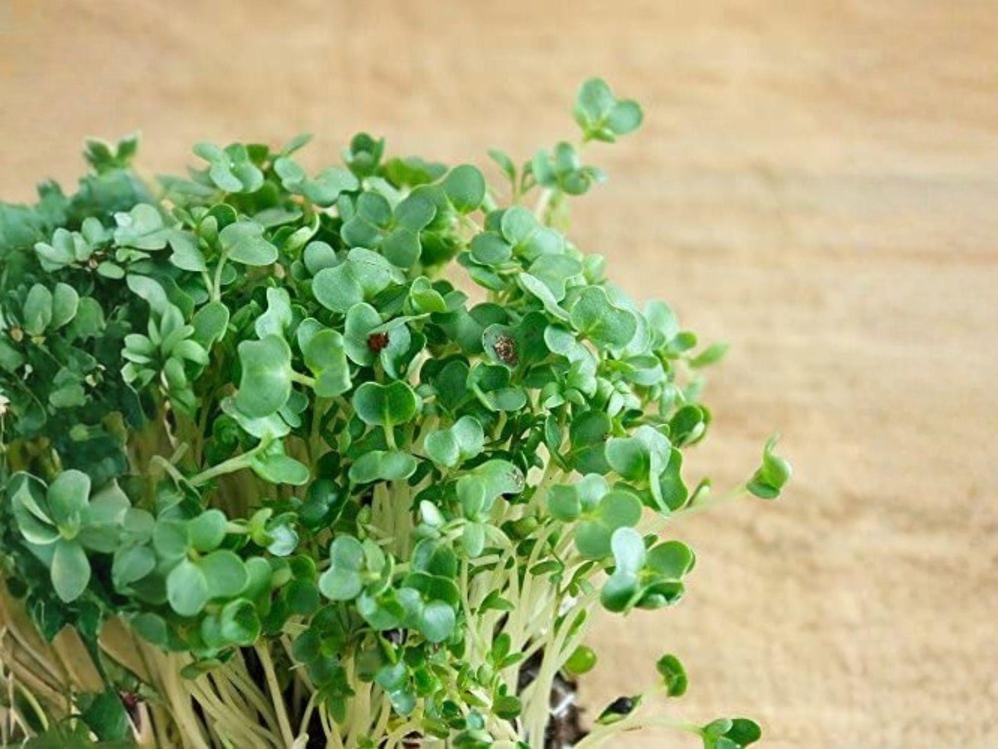 Curled Garden Cress Seeds – 750 Heirloom Pepper Cress Microgreens for Salad, Garnish, Indoor & Container Gardening