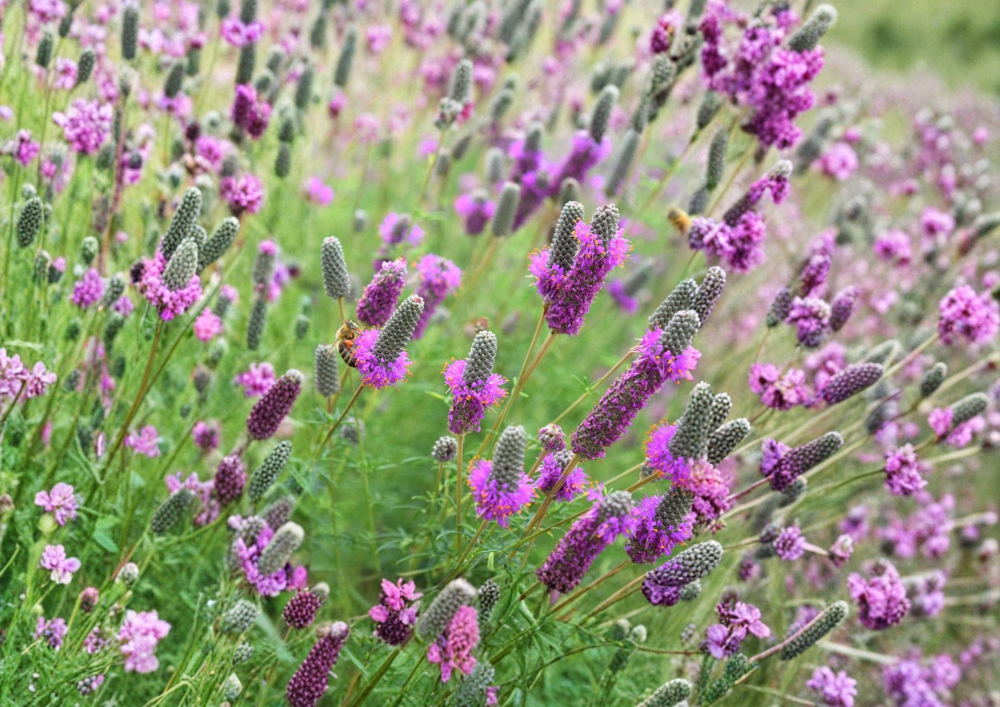 Purple Prairie Clover Seeds - Native Pollinator Friendly Perennial - Dalea purpurea, Drought Tolerant Wildflower Seeds
