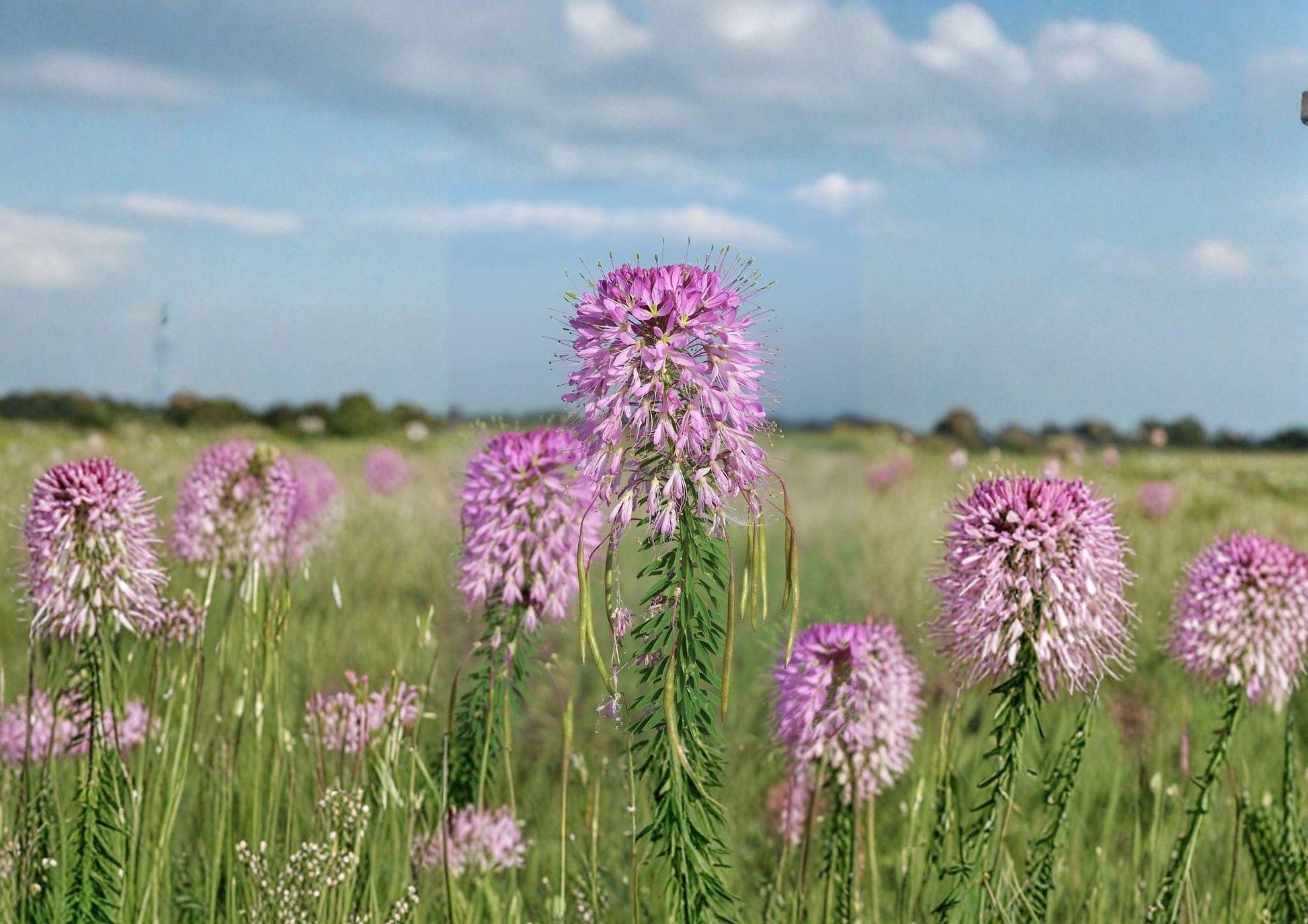 Rocky Mountain Bee Plant Seeds - Native Wildflower, Pink to Purple Blooms, Pollinator Friendly, Cleome serrulata, Drought Tolerant