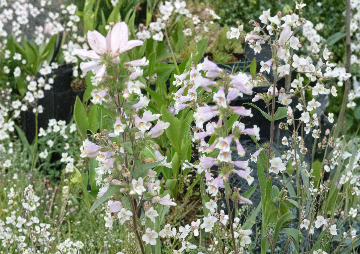 Penstemon Gracilis Seeds – Native Perennial with Purple Blue Tubular Flowers, Drought Tolerant, Pollinator-Friendly, Rock Garden Plant