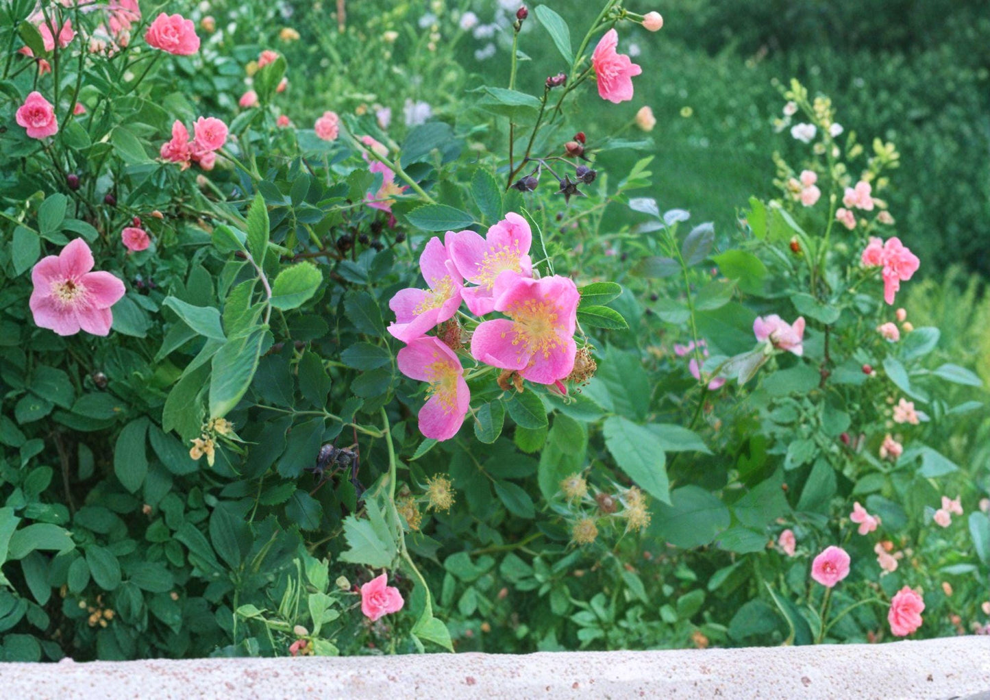 Rosa Arkansana Prairie Wild Rose Seeds – Fragrant Pink Blooms, Native Shrub, Drought Tolerant, Wildlife Garden, 10 Seeds