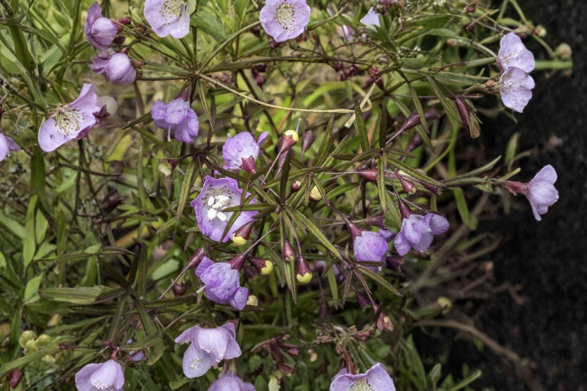 Agalinis Tenuifolia Seeds, 250 Native Wildflower Seeds, Pink Tubular Blooms, Pollinator-Friendly, Prairie and Meadow Planting