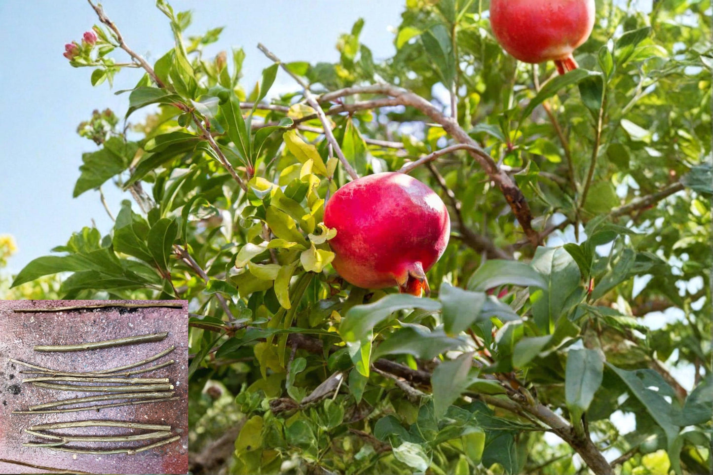 Wonderful Pomegranate Rooted Cuttings – Punica granatum ‘Wonderful’ – 6-8 Inch Fruiting Shrubs for Garden & Orchard