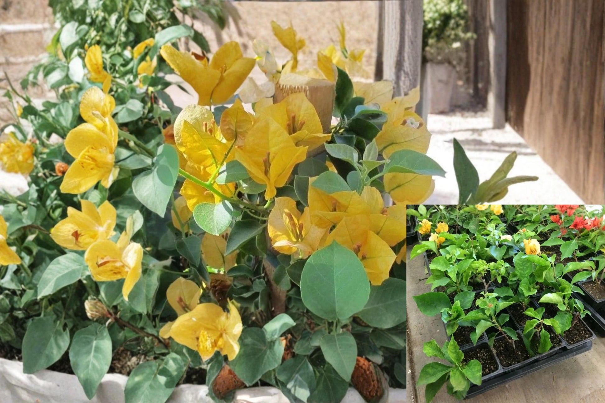Bougainvillea California Gold Rooted Cutting - Vibrant Golden Bracts, Tropical Flowering Vine, Live Plant
