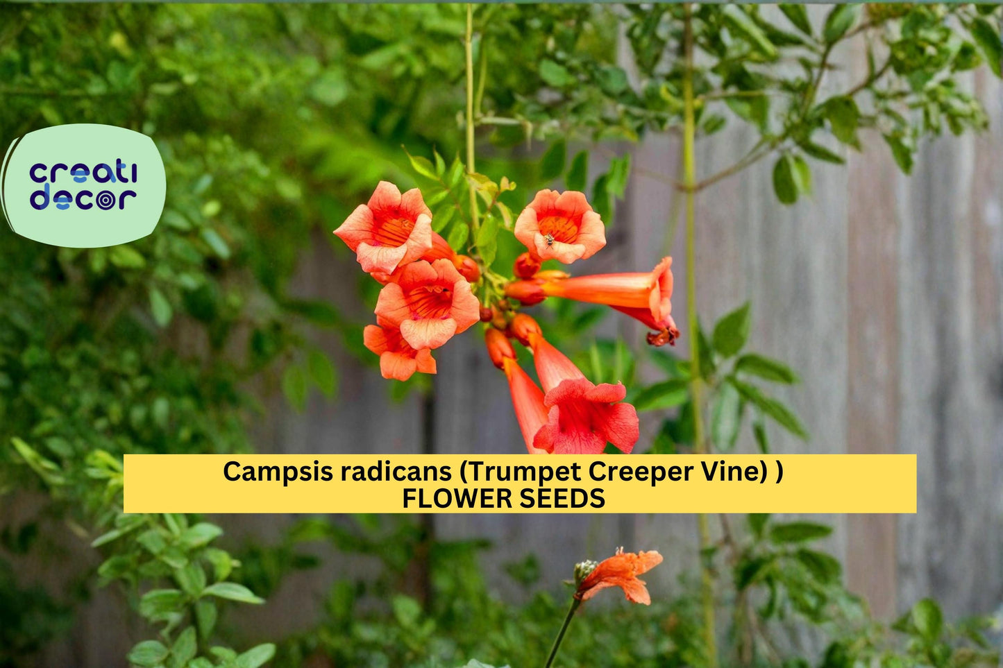 Campsis radicans Seeds – Trumpet Creeper Vine Climbing Flower Seeds for Garden Trellises & Fences