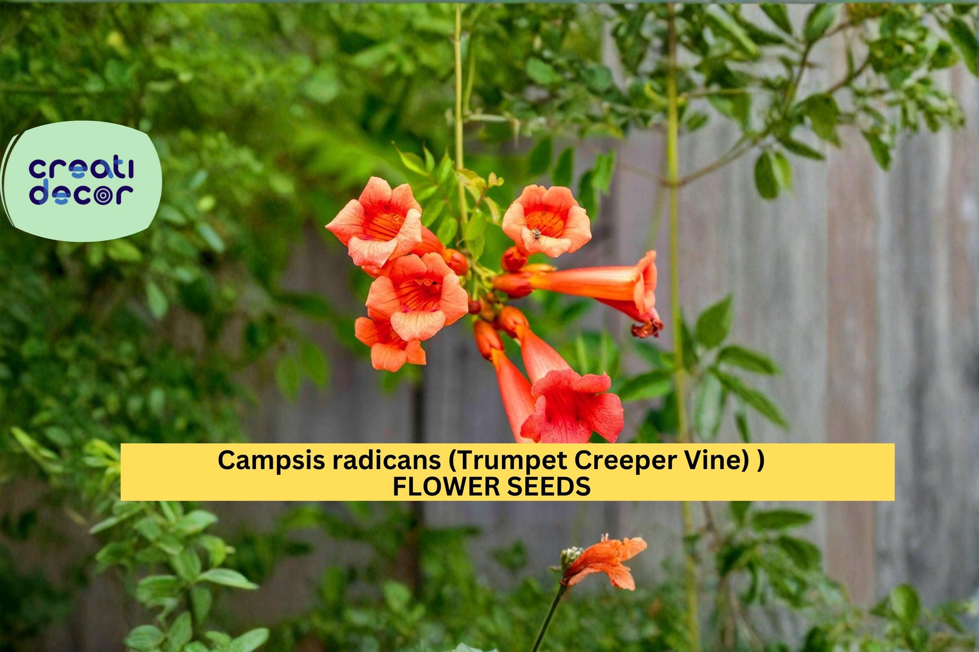Campsis radicans Seeds – Trumpet Creeper Vine Climbing Flower Seeds for Garden Trellises & Fences