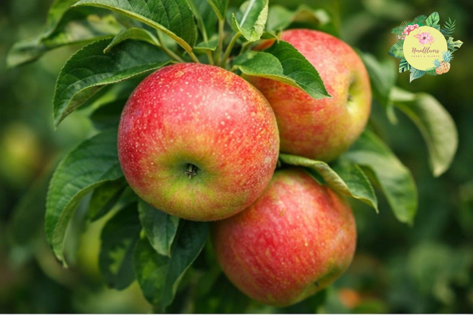 Yellow Delicious Apple Grafted Fruit Tree Bare-root - Malus domestica, Sweet, Crisp, Full Sun, Home Orchard