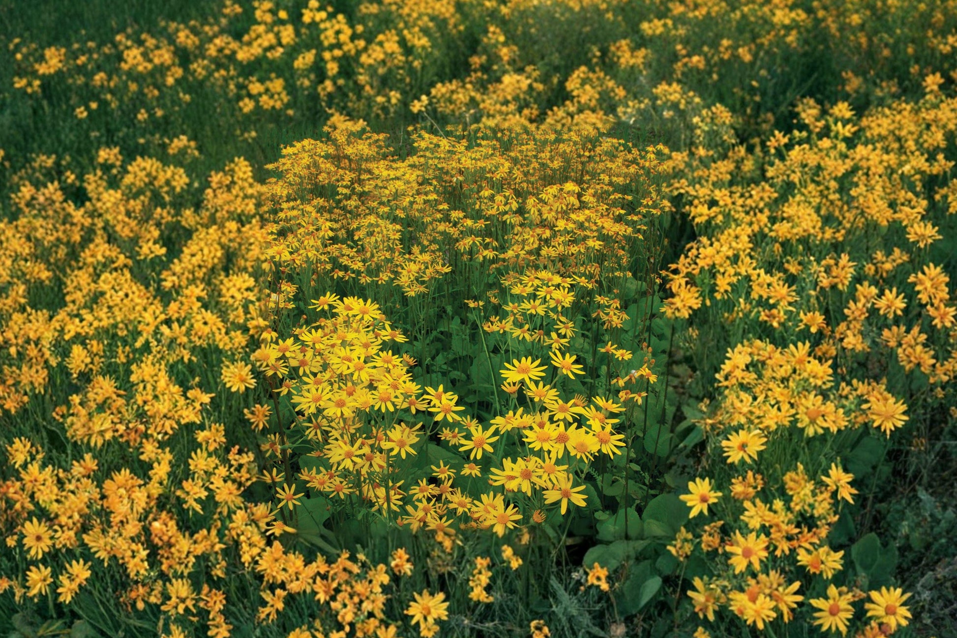 Golden Ragwort Seeds – Native Perennial Wildflower for Shade Gardens, Pollinator-Friendly, Packera aurea, 75 Seeds