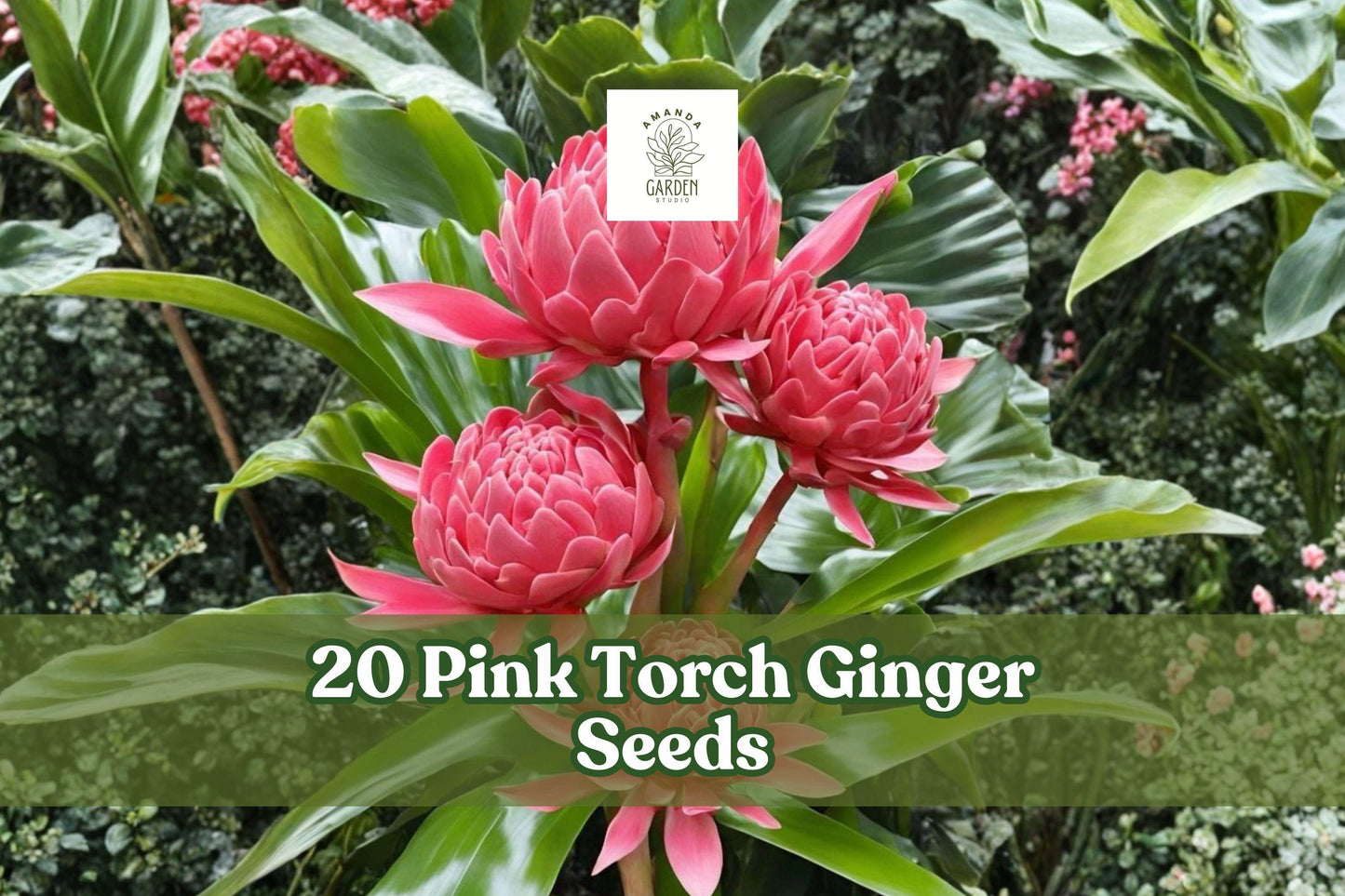 20 Pink Torch Ginger Seeds – Etlingera elatior Tropical Ornamental Flowering Plant for Gardens & Containers