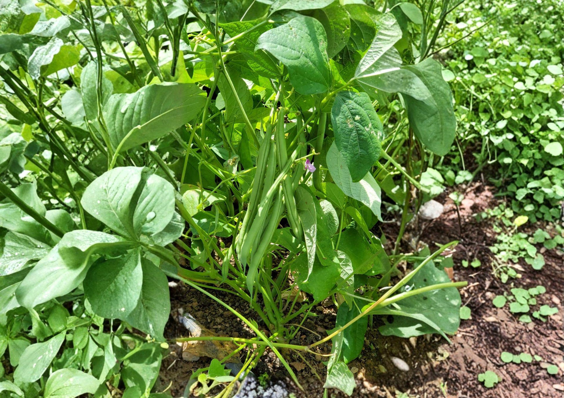 Provider Green Bush Bean Seeds – Heirloom Stringless Snap Bean, Early Harvest, Compact Bush, Green Pods, 25 Seeds