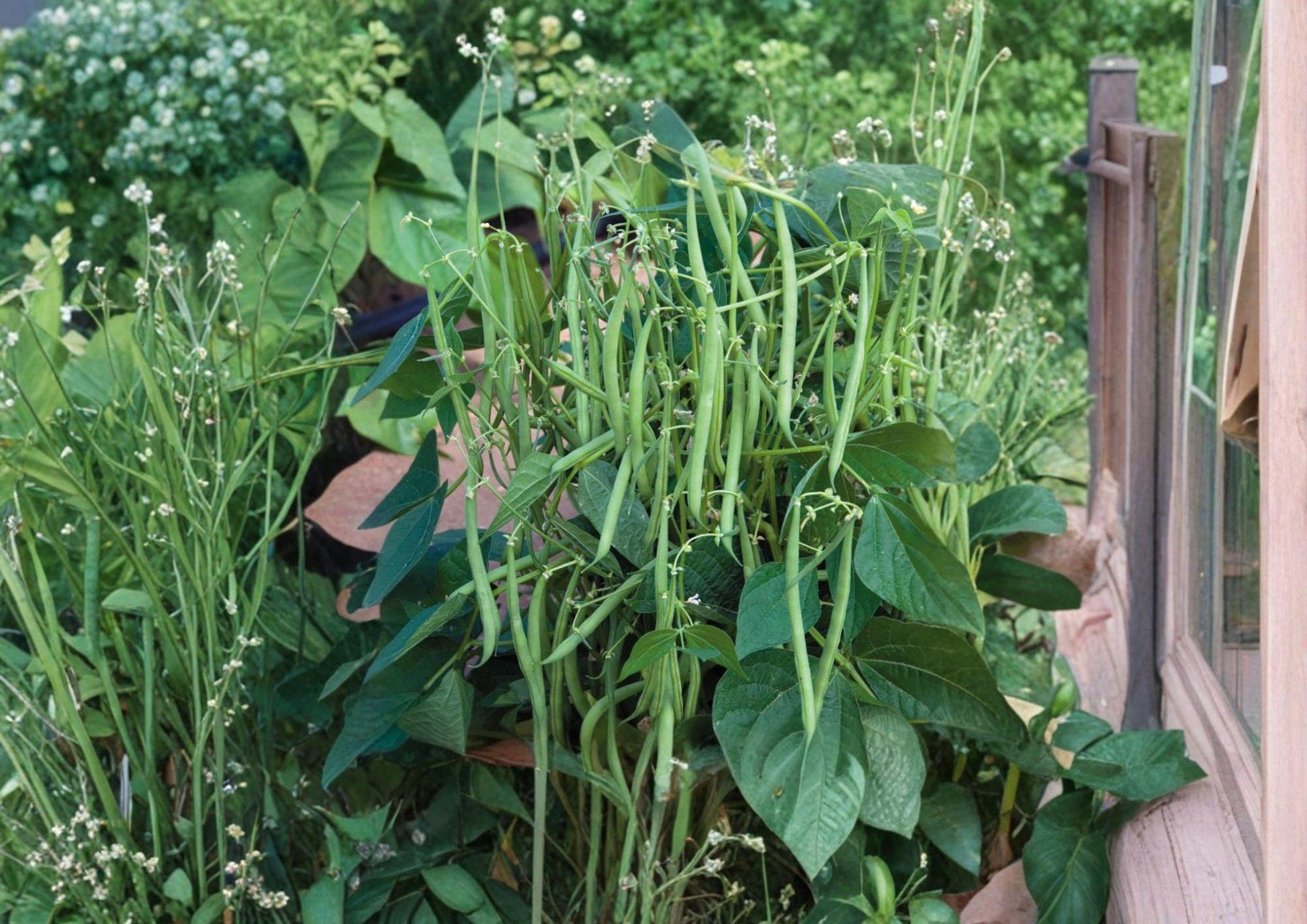 Petite Filet French Bean Seeds - Gourmet Haricot Vert, 50 Seeds, Tender Slim Pods, French Heirloom, Edible Green Beans