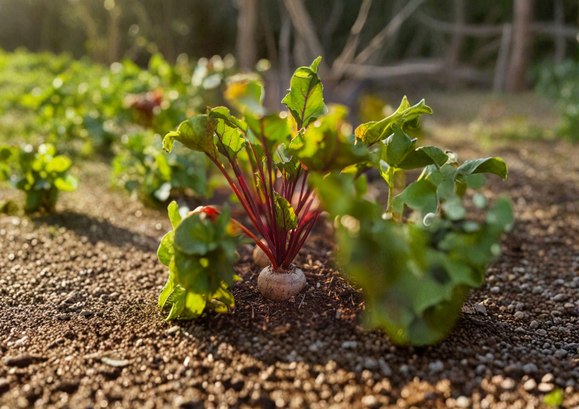 Detroit Dark Red Beet Seeds - 500 Heirloom Seeds for Sweet Flavor, Globe-Shaped Roots, Edible Greens, Beta vulgaris