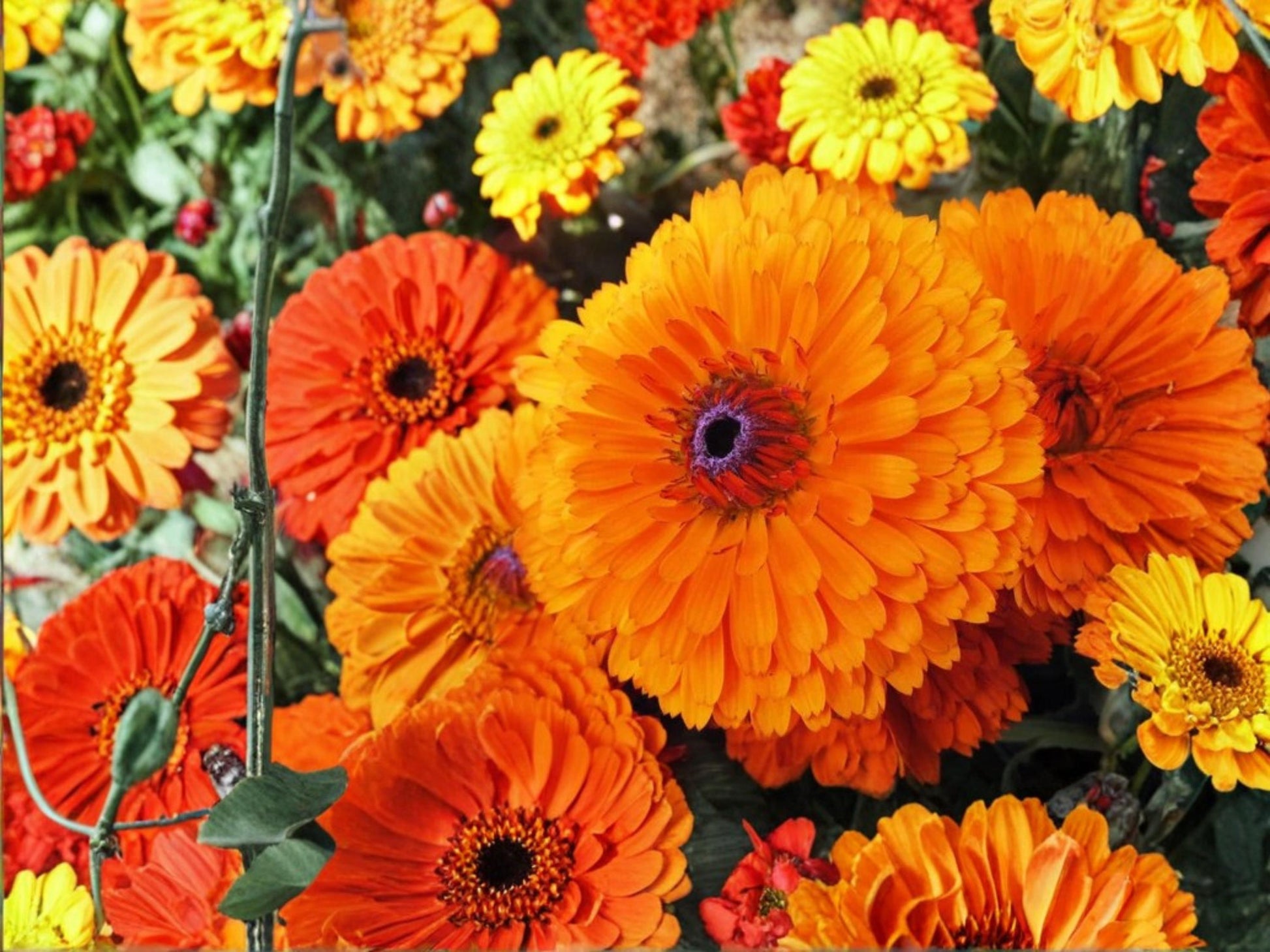 Calendula Seeds Pacific Beauty Orange – Pot Marigold Annual Flower – Bright Orange Blooms – Calendula officinalis (100 Seeds)