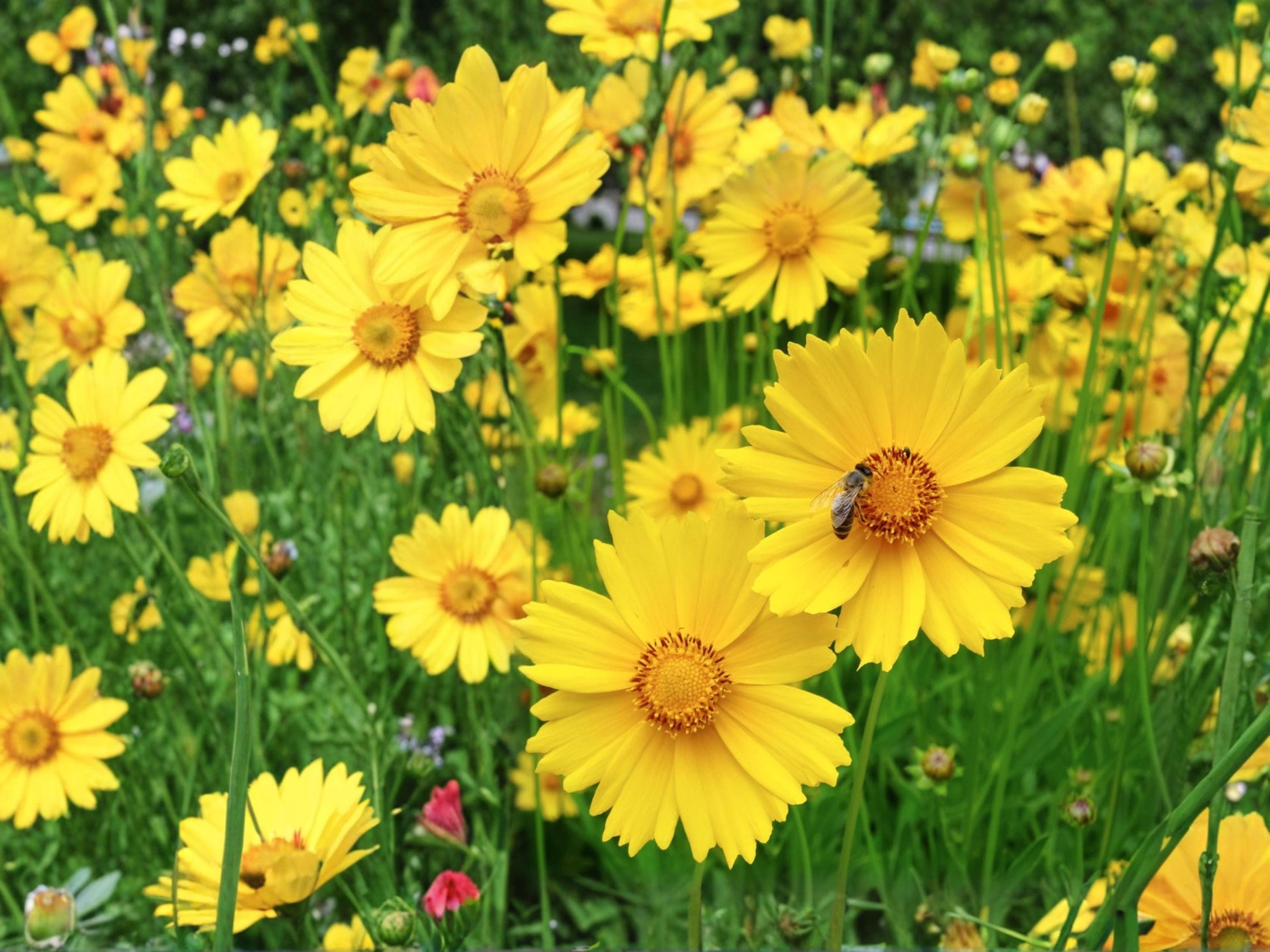 Lanceleaf Coreopsis Seeds (50) – Dwarf Yellow Perennial Wildflower for Borders & Rock Gardens – Coreopsis lanceolata