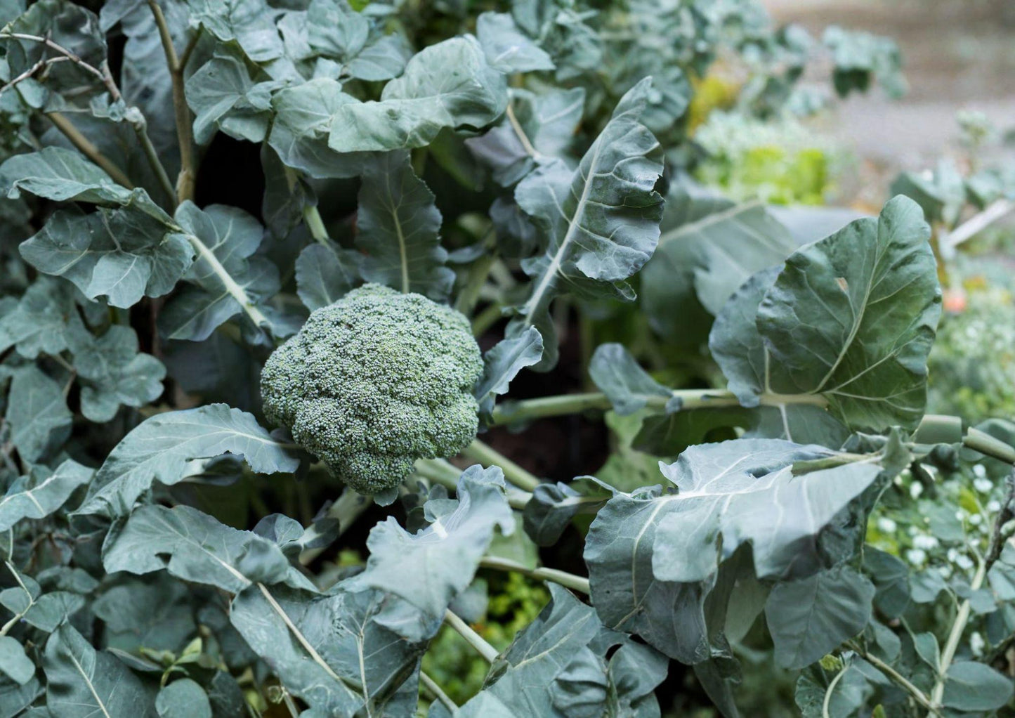 Waltham 29 Broccoli Seeds - 500 Heirloom, Cold Hardy, High-Yield, Vegetable Seeds, Spring & Fall Garden Planting