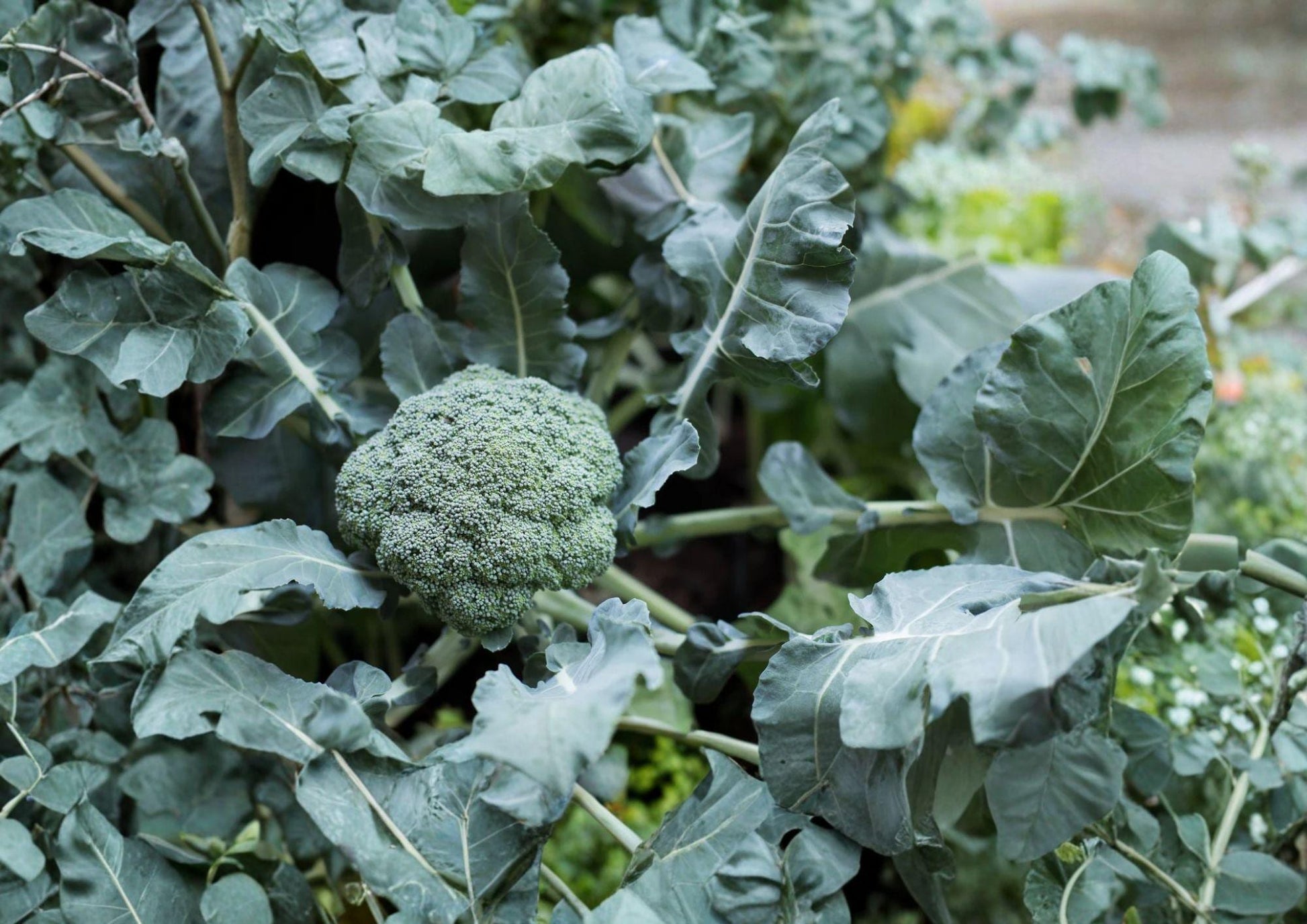 Waltham 29 Broccoli Seeds - 500 Heirloom, Cold Hardy, High-Yield, Blue-Green Heads, Vegetable Seeds for Spring & Fall Gardens