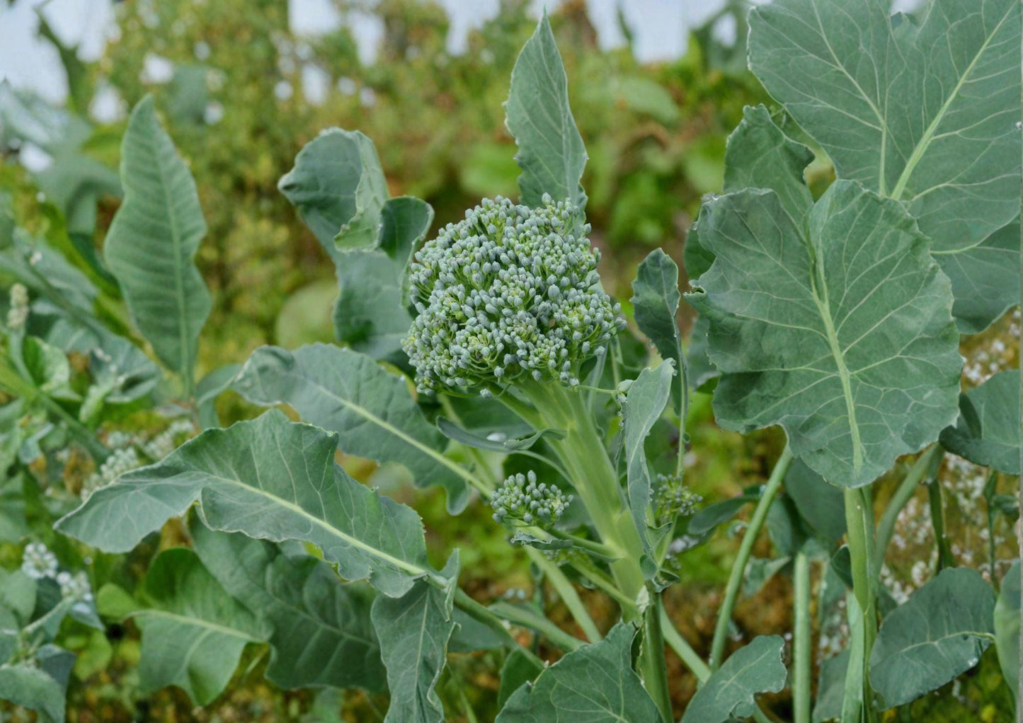 Calabrese Broccoli Seeds - Italian Heirloom, Green Sprouting, 500 Seeds, Vegetable Seed, Home Garden, Cool-Season Crop