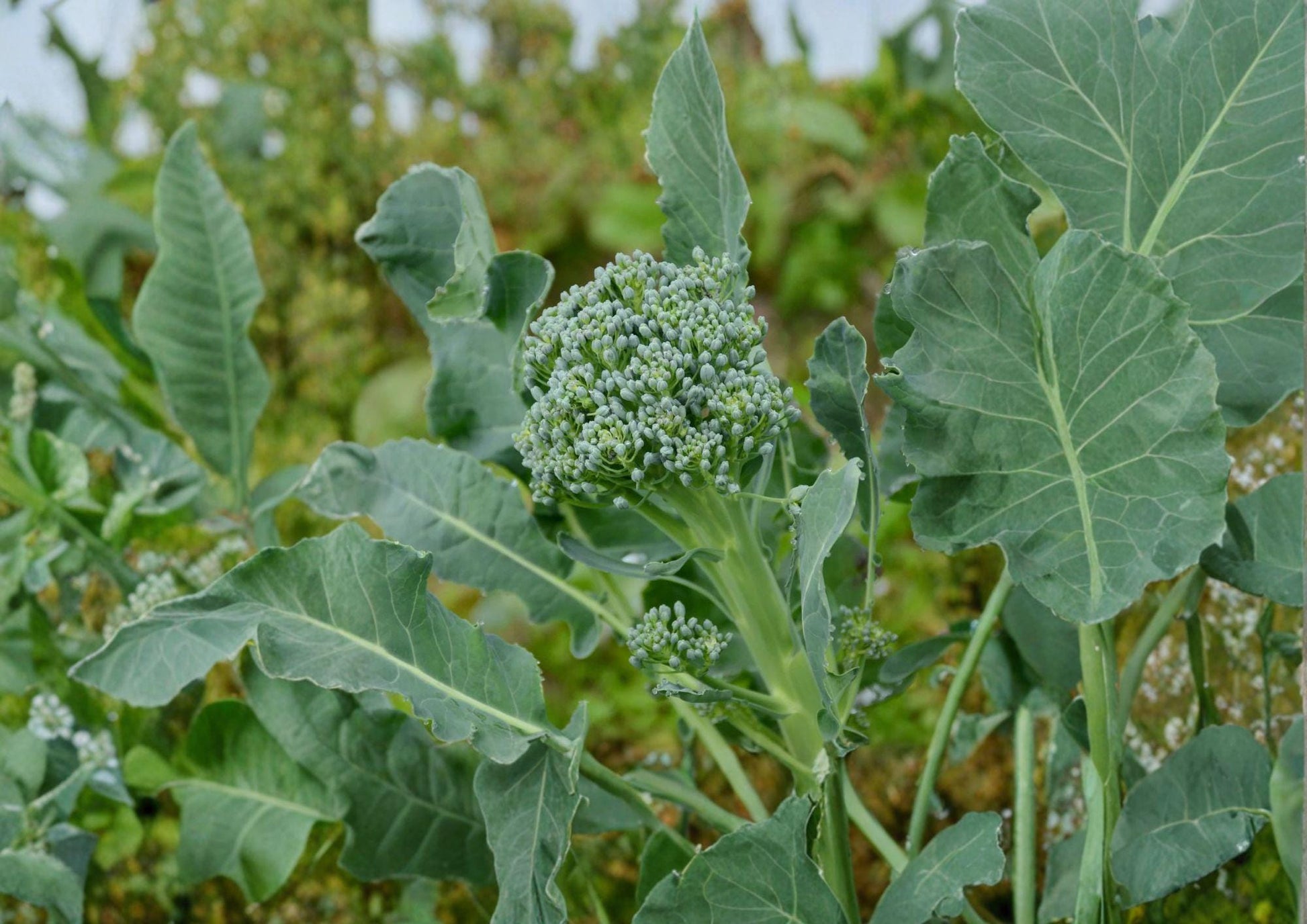 Calabrese Broccoli Seeds - Italian Heirloom, Green Sprouting, 500 Seeds, Vegetable Seed, Home Garden, Cool-Season Crop