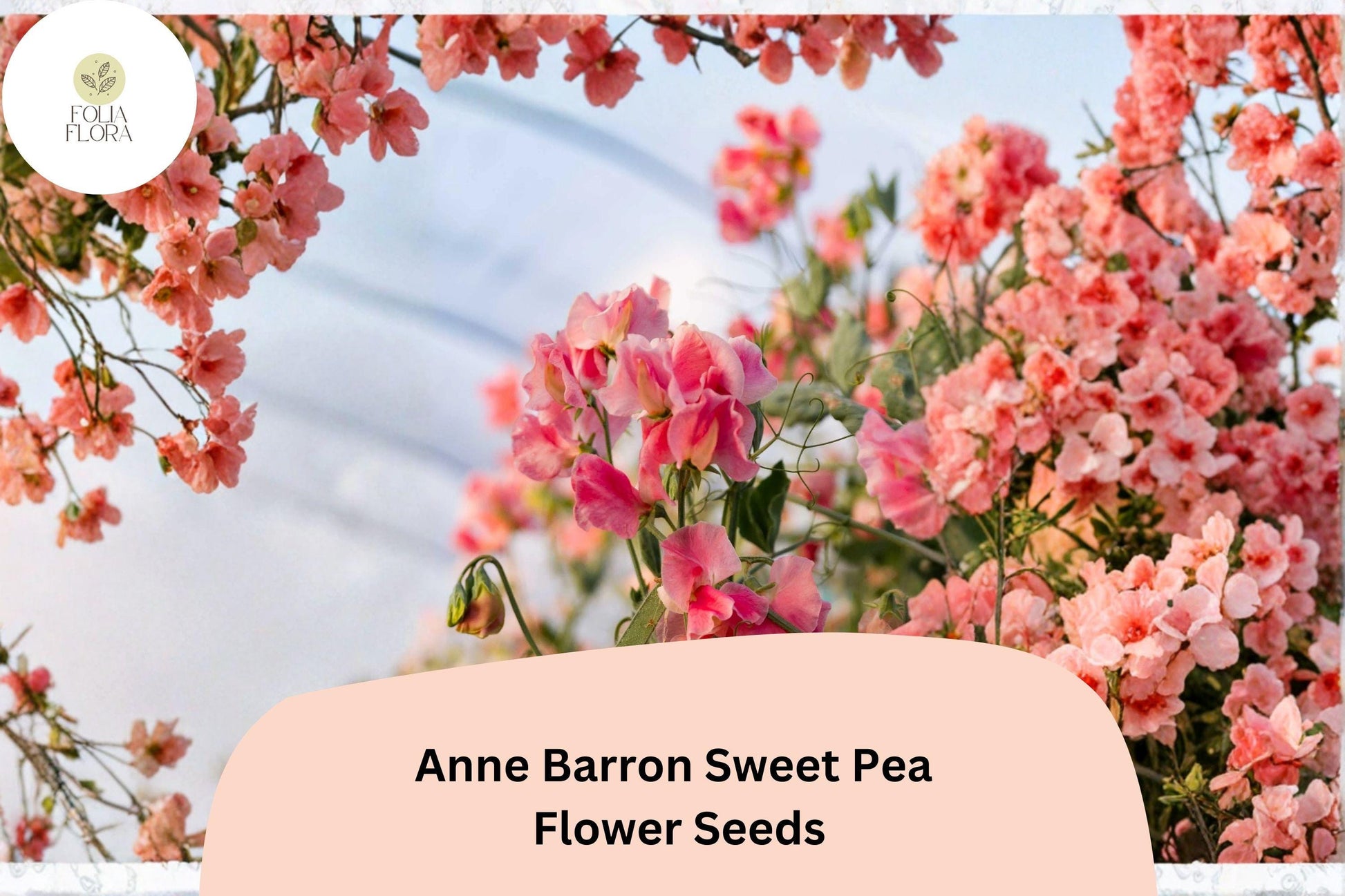 50+ Anne Barron Sweet Pea Seeds | Soft Pink Climbing Flower | Lathyrus odoratus ‘Anne Barron’ | Garden Trellis, Fence, Arch
