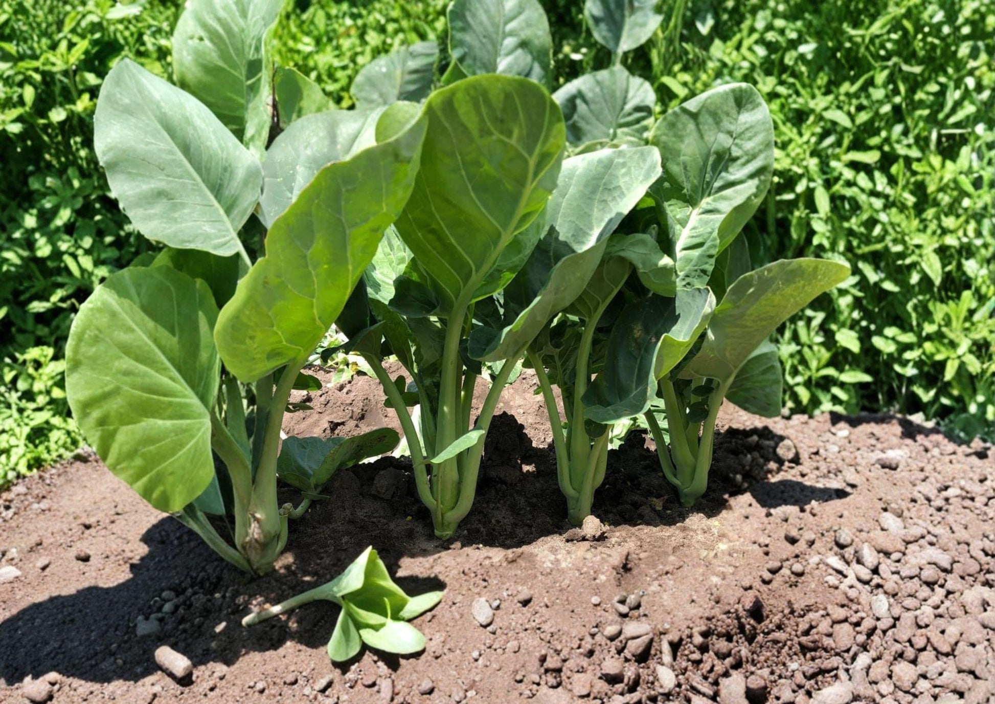 Kailaan Seeds 300 Open Pollinated Chinese Broccoli Gai Lan for Home Gardens & Stir-Fry
