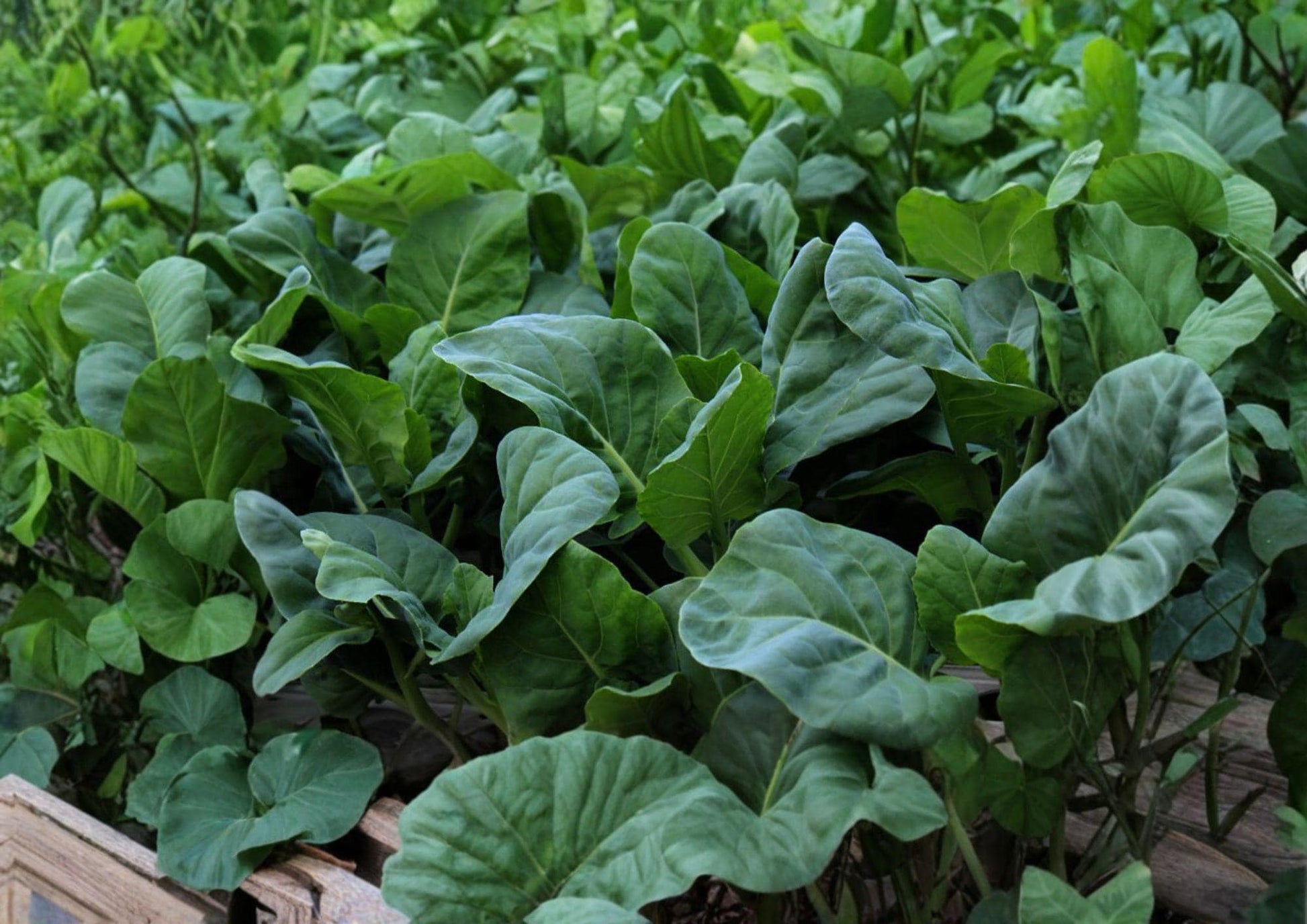 Wan Shen Kailan Seeds – Chinese Broccoli, Tender Stems, 300 Seeds, Brassica oleracea var. alboglabra