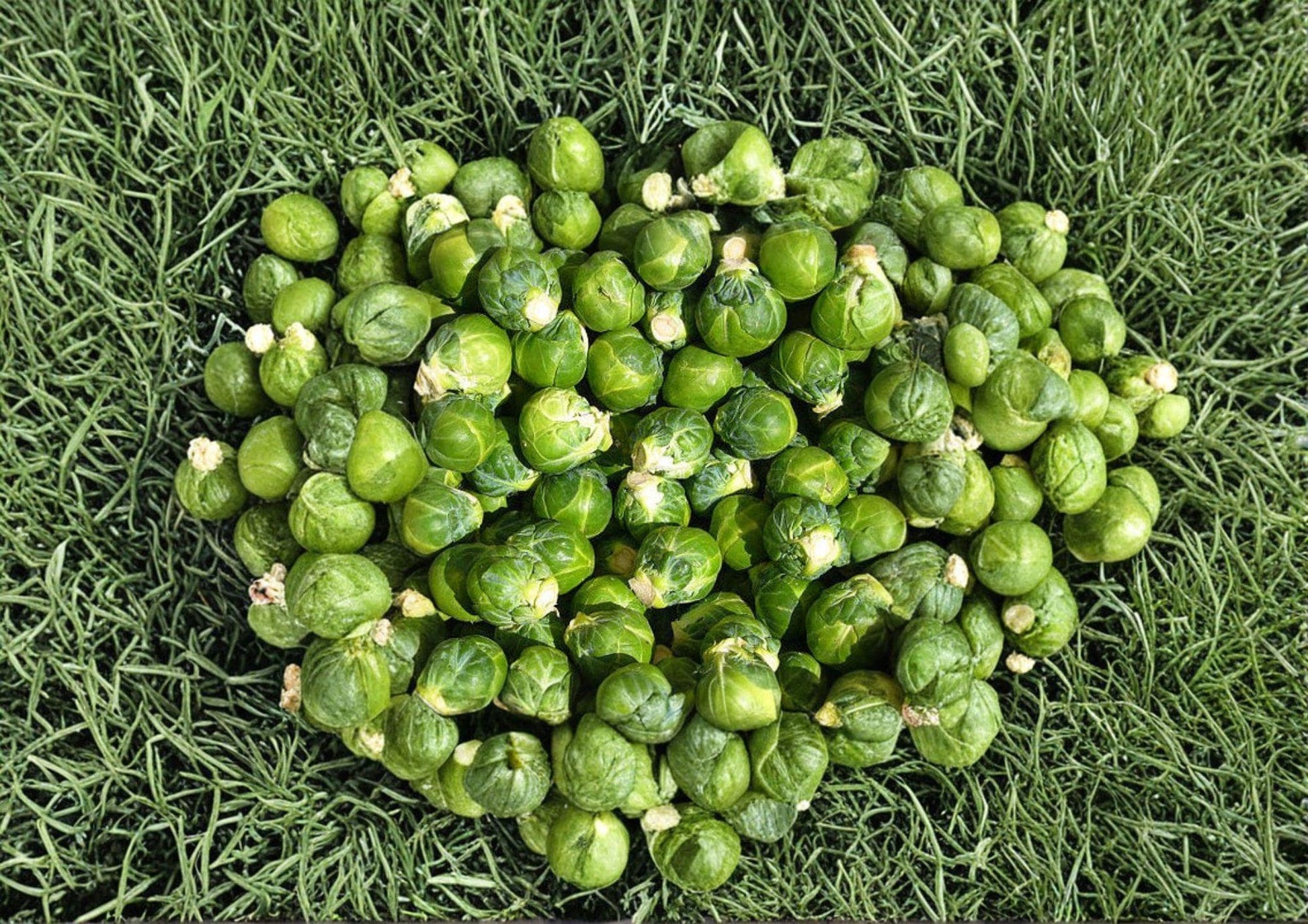 Long Island Improved Brussels Sprouts Seeds – Heirloom, Cold-Hardy, Compact, 500 Seeds