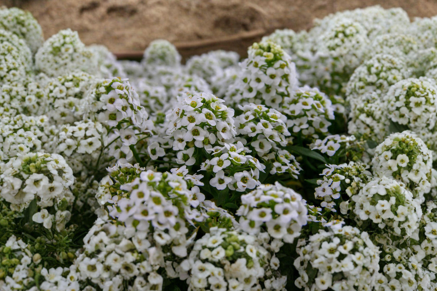 Empress Rocket Candytuft Seeds – White Fragrant Annual Flowers for Gardens, Borders & Cut Flowers (Iberis amara)