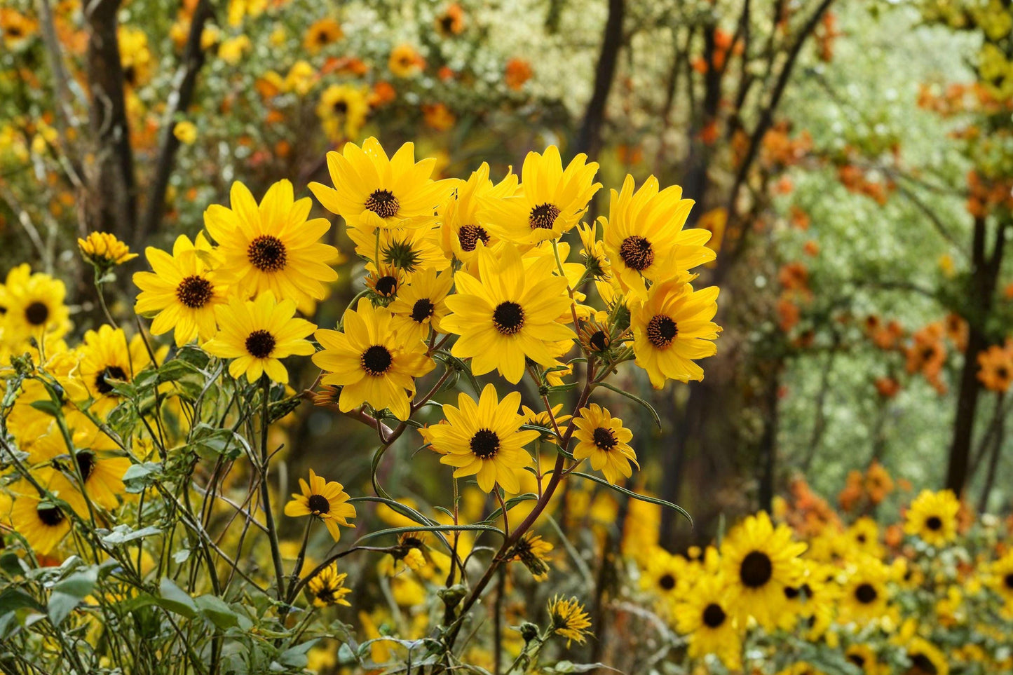 Swamp Sunflower Seeds – Native Perennial Wildflower, Bright Yellow Fall Blooms, Helianthus angustifolius, 100 Seeds