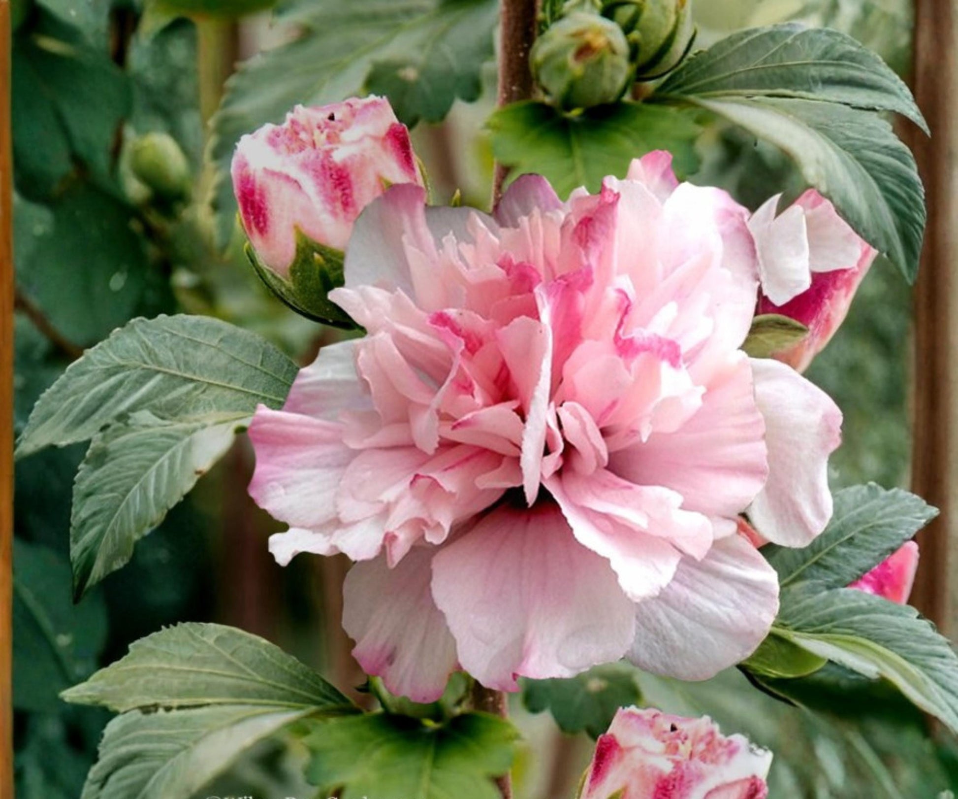 Double Pink Rose of Sharon Live Plant – Hibiscus syriacus, 1/2-1 ft, Deciduous Flowering Shrub, Pink Double Blooms, Garden Border