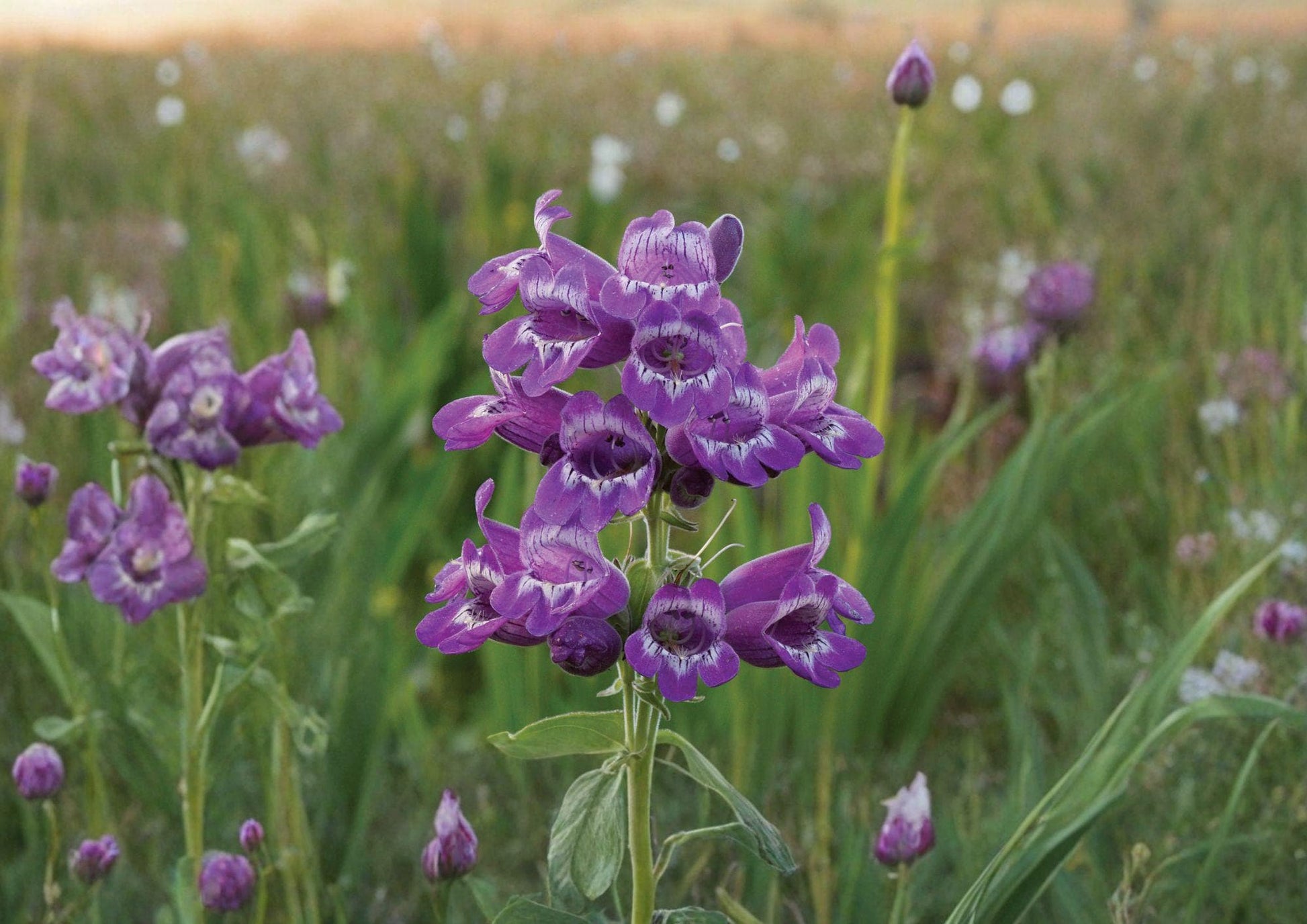 Showy Beardtongue Seeds – Lavender Pink Penstemon cobaea Native Perennial Flowers, 40 Seeds for Pollinator Gardens