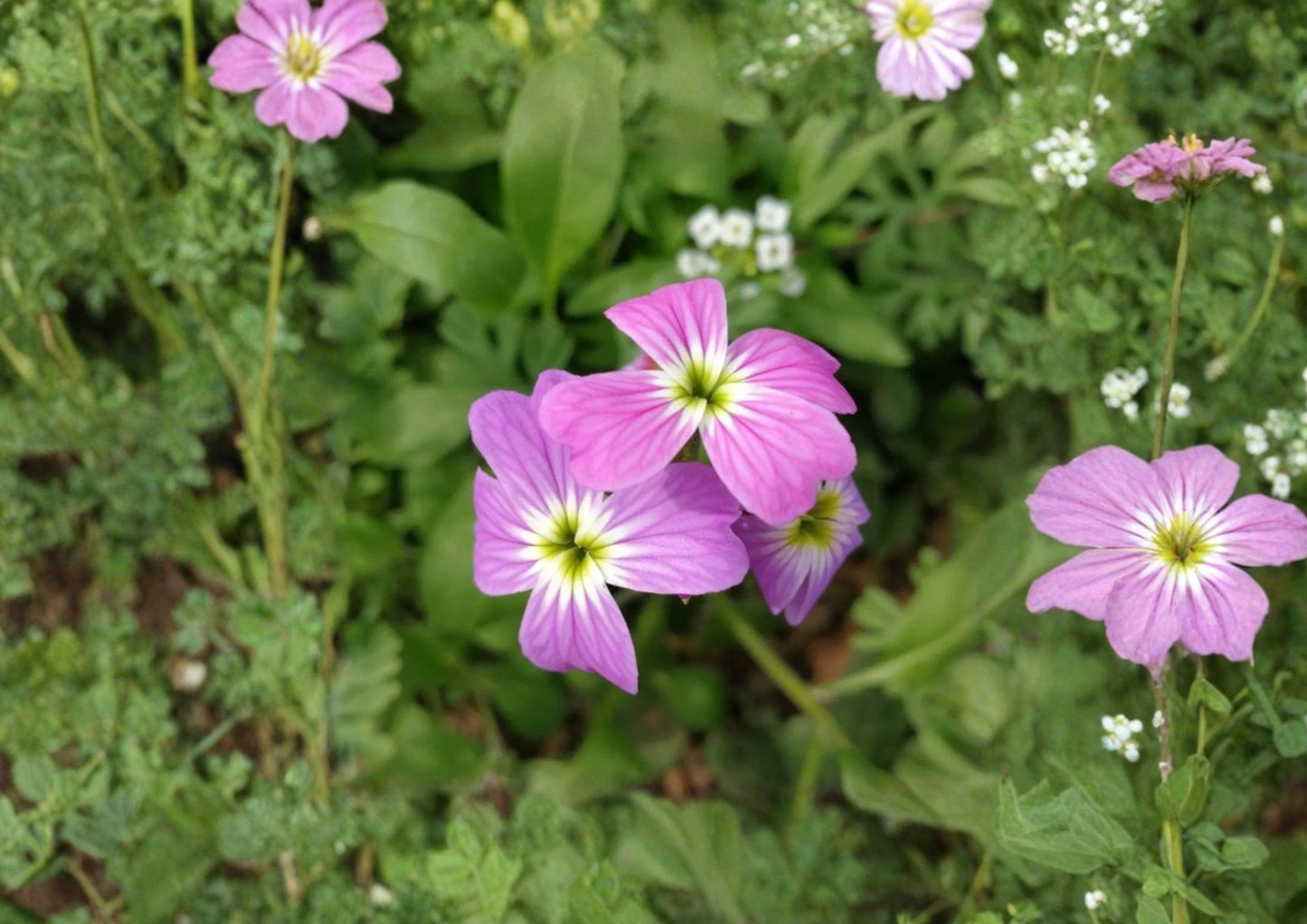 Virginia Stock Seeds – Fragrant Pink Purple Annual Flower for Gardens – Malcolmia maritima, Compact, Easy to Grow, Spring Bloom