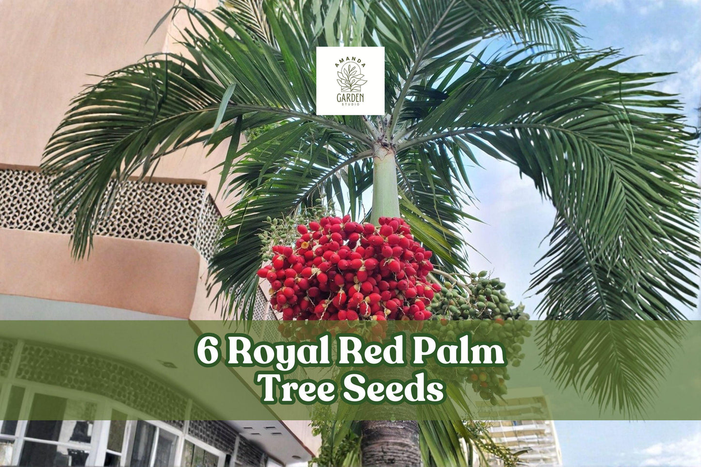 6 Royal Palm Tree Seeds – Roystonea regia Tropical Palm for Landscaping and Garden Planting