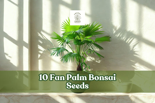 10 Fan Palm Bonsai Seeds – Exotic Indoor Tropical Palm Tree for Bonsai & Container Growing