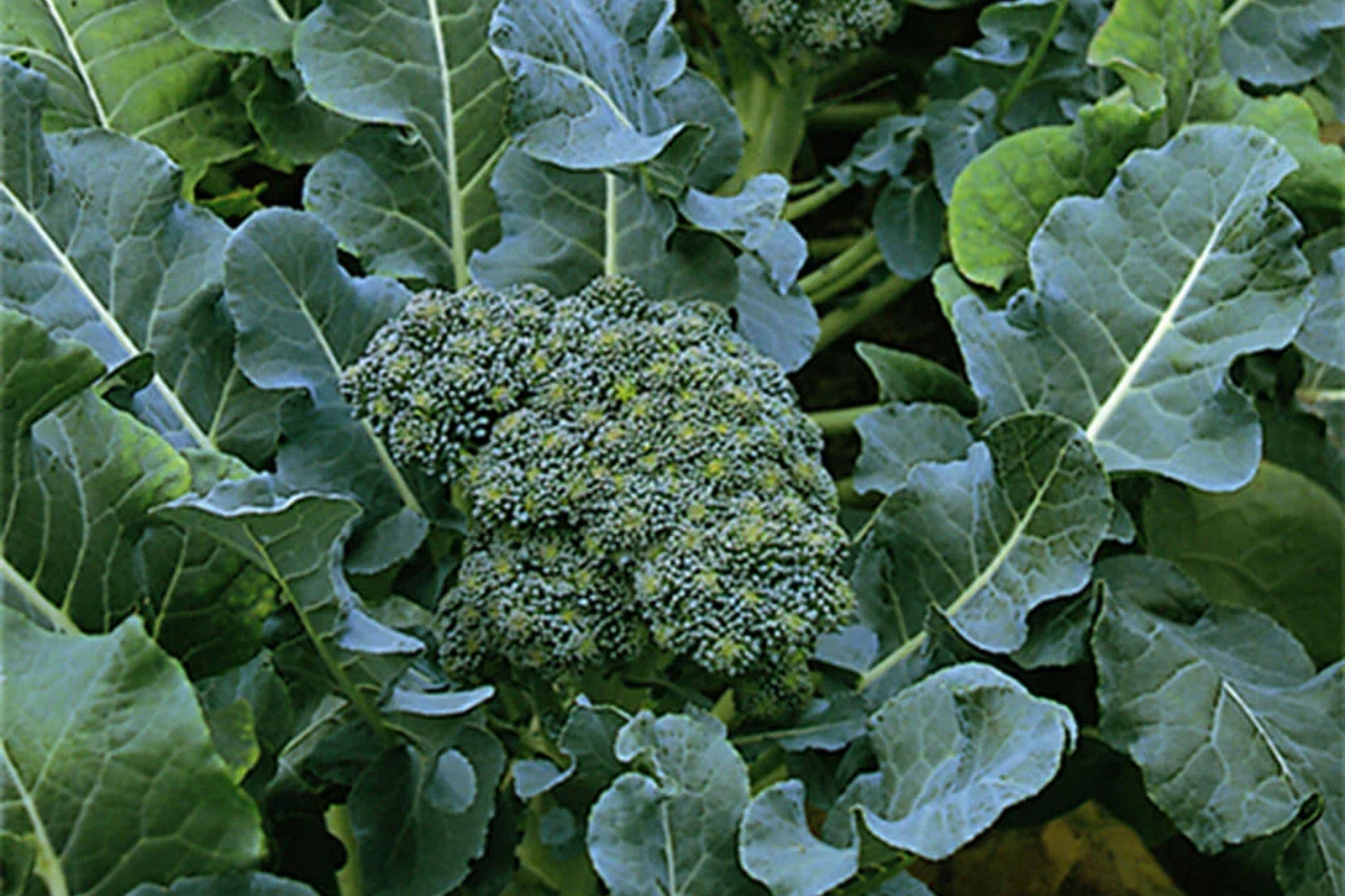 Calabrese Broccoli Seeds - 500 Non-GMO Heirloom Green Sprouting Variety for Cool-Season Gardens