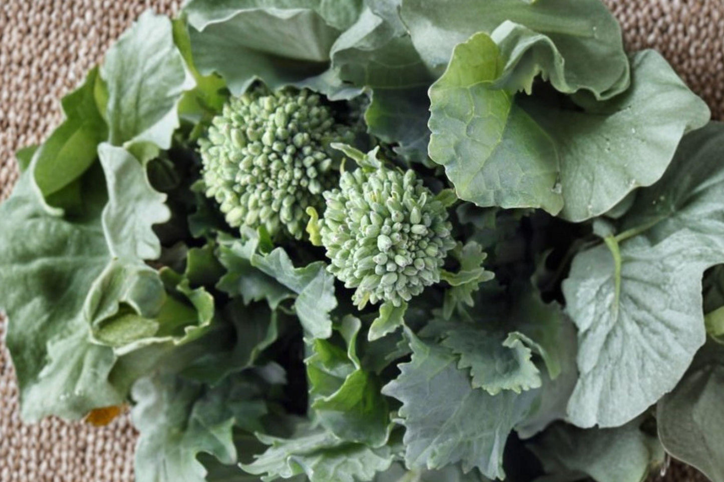 Kailaan Seeds - Chinese Broccoli Gai Lan, Heirloom Non-GMO, Open Pollinated, Asian Green, Cool-Season Vegetable, 300 Seeds Pack
