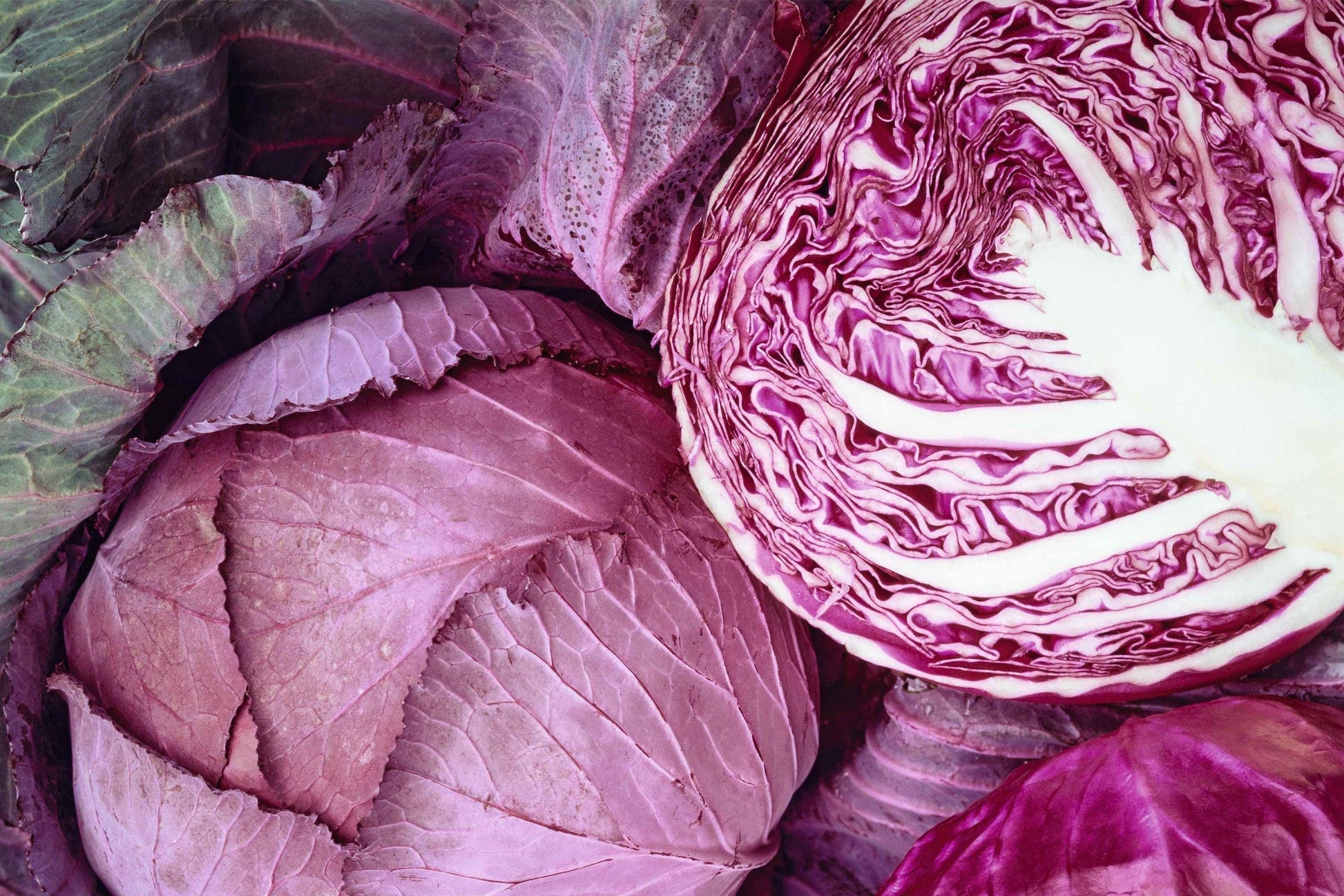 Red Acre Cabbage Seeds 500 Pack – Heirloom Non-GMO, Compact, Early Maturing, Cool Season, Brassica oleracea