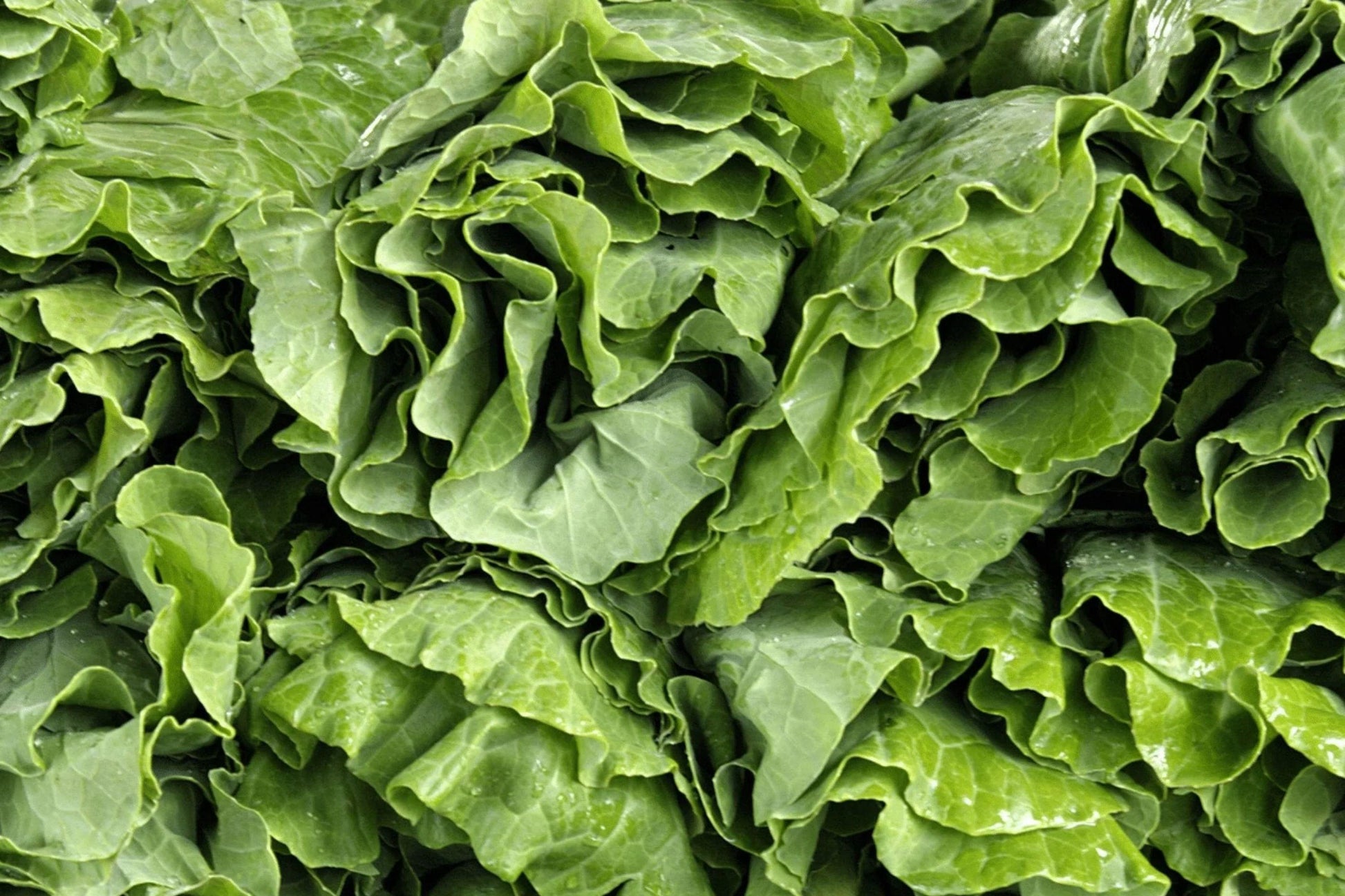 Vates Collard Seeds - Heirloom, Non-GMO, Compact, Cold Hardy Greens, 500 Seeds Pack