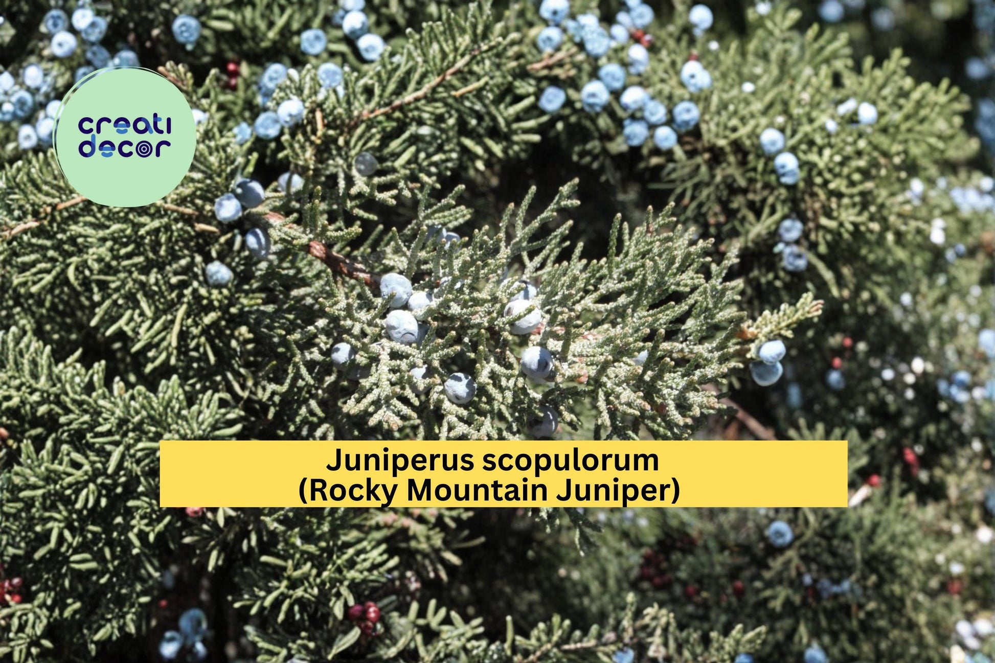Juniperus scopulorum Seeds Rocky Mountain Juniper Evergreen Conifer Tree for Landscaping - 15 Seeds