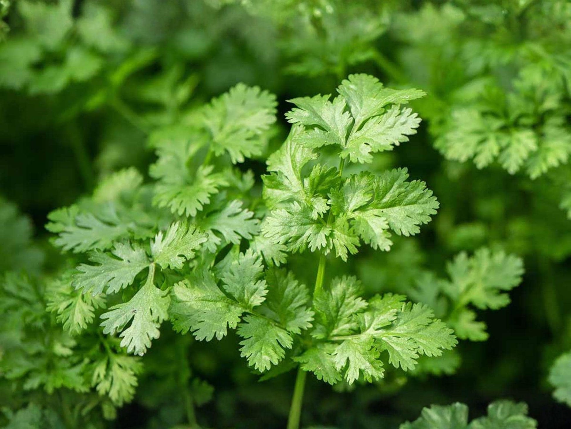 Leisure Cilantro Seeds 100 Count – Slow Bolting Coriander Herb for Fresh Leaves & Seeds – Heirloom, Culinary Herb, Garden Plant