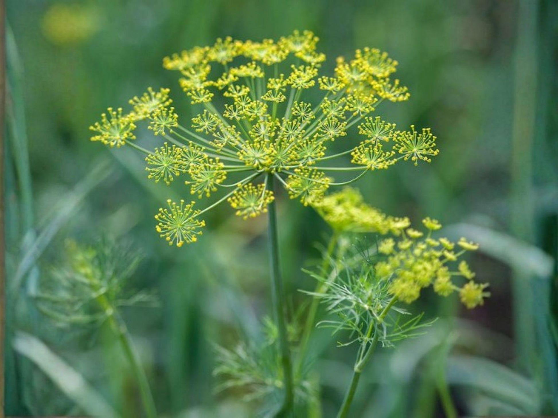 Bouquet Dill Seeds - Heirloom Herb for Pickling & Culinary Use, 500 Seeds, Annual Herb, Aromatic, Pollinator-Friendly, Garden & Container