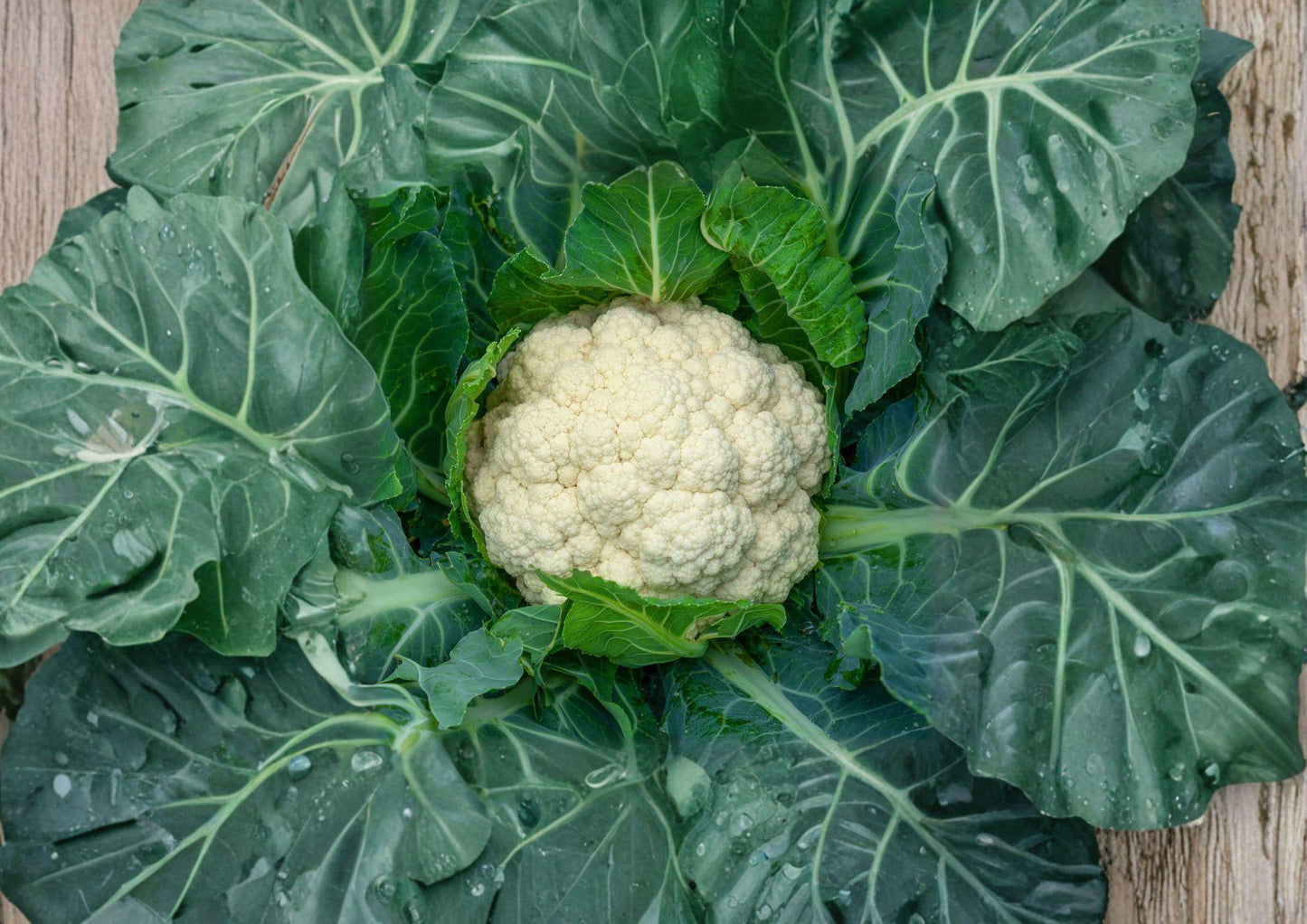 Heirloom Snowball Y Improved Cauliflower Seeds – 250 Premium White Head Vegetable Seeds for Cool-Season Gardening